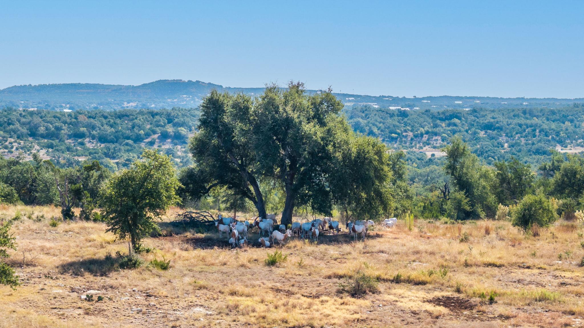 Details for 199 Flat Rock Way, Johnson City, TX 78636