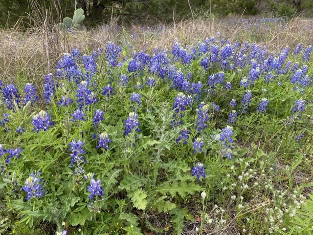 Image 3 of 28 For 1365 Pedernales Hills Rd