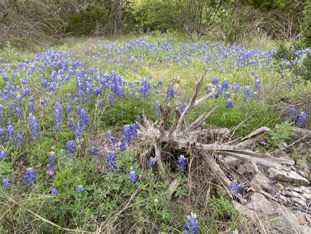 Image 4 of 28 For 1365 Pedernales Hills Rd