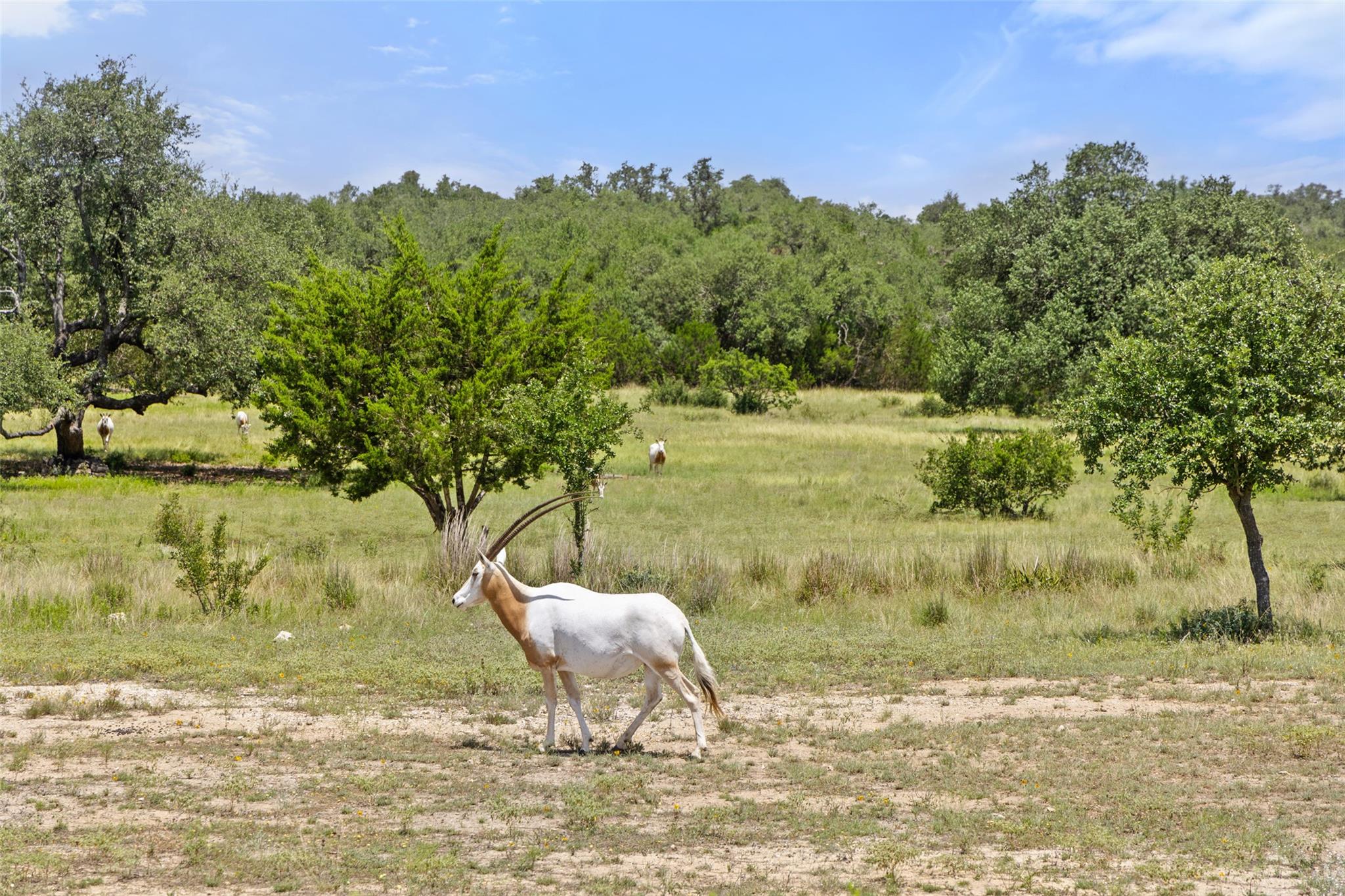 Image 3 of 20 For Lot 162 Legacy Hills