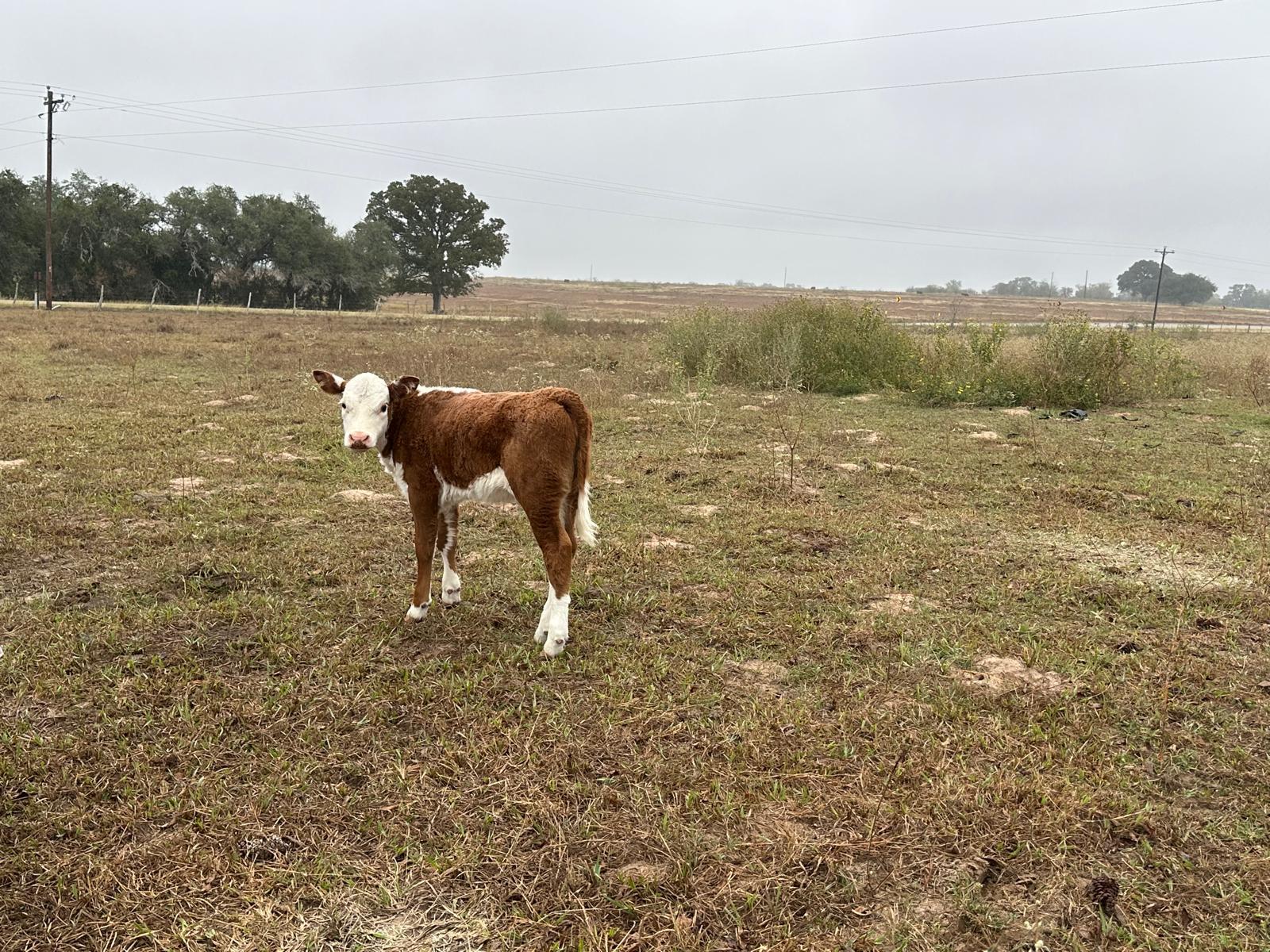 Image 11 of 38 For 1696 Fm 884  