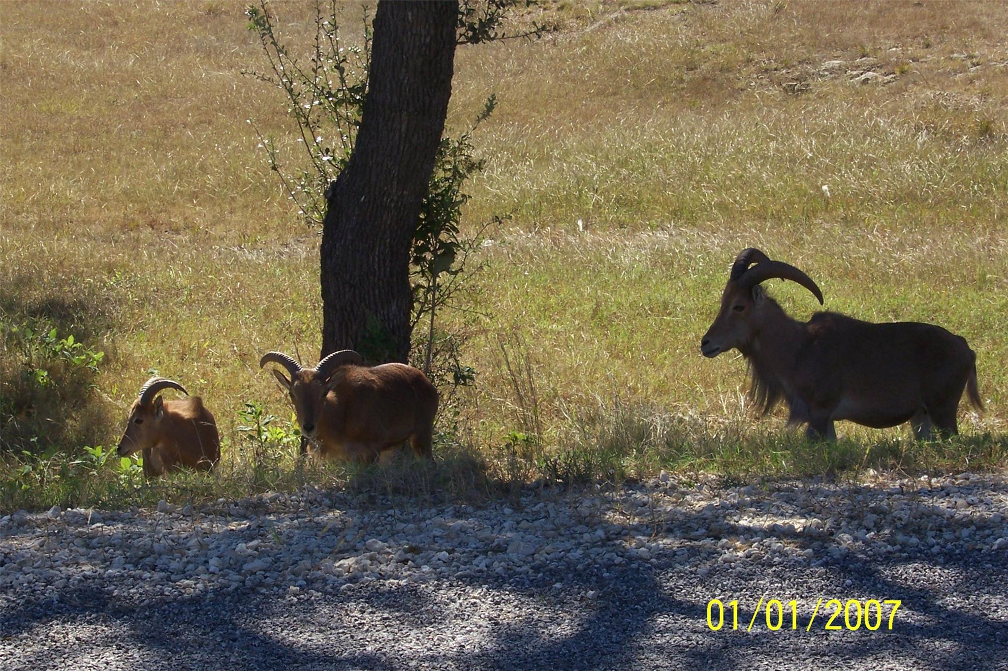 Image 19 of 24 For 1059 Ranger Ridge Aly