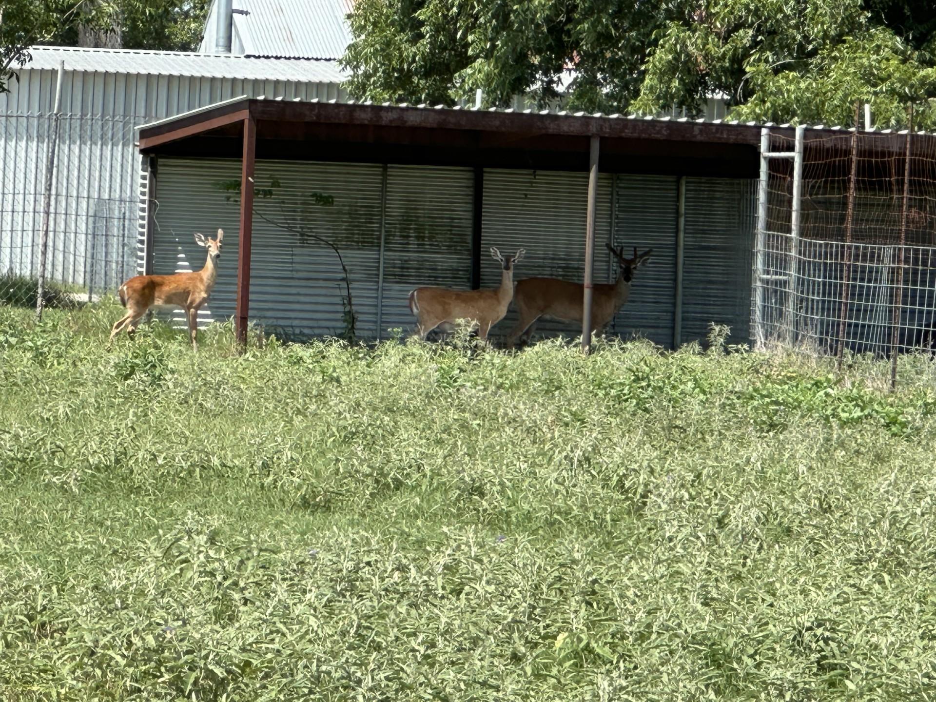 Image 18 of 31 For 10745 & 10767 Rosemar Ln Ln