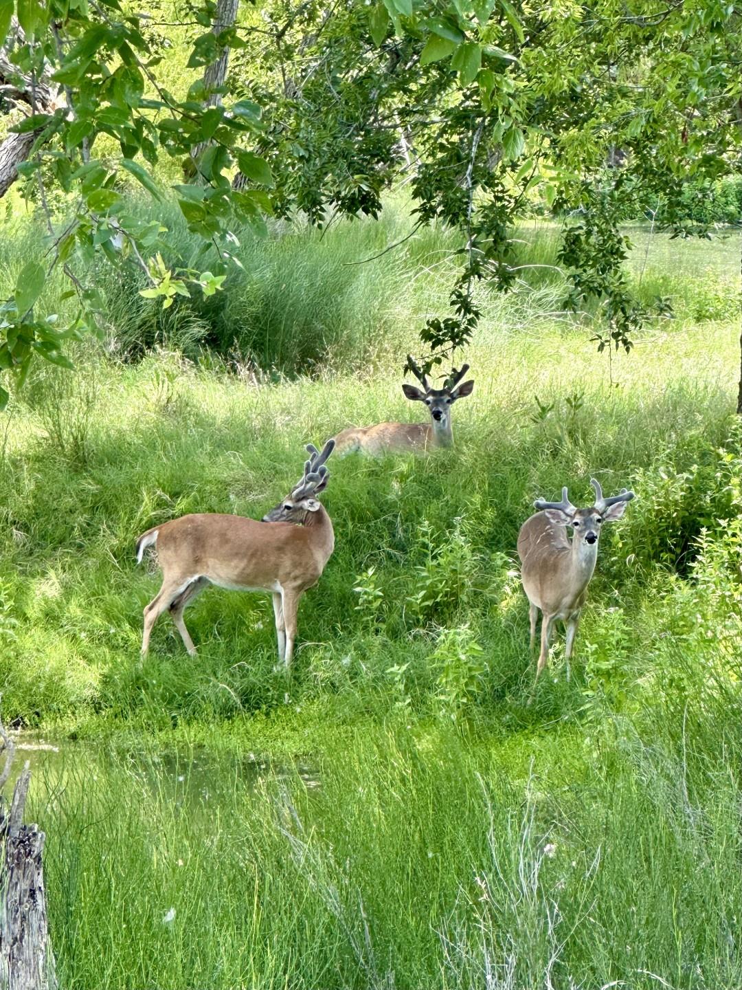 Image 20 of 31 For 10745 & 10767 Rosemar Ln Ln