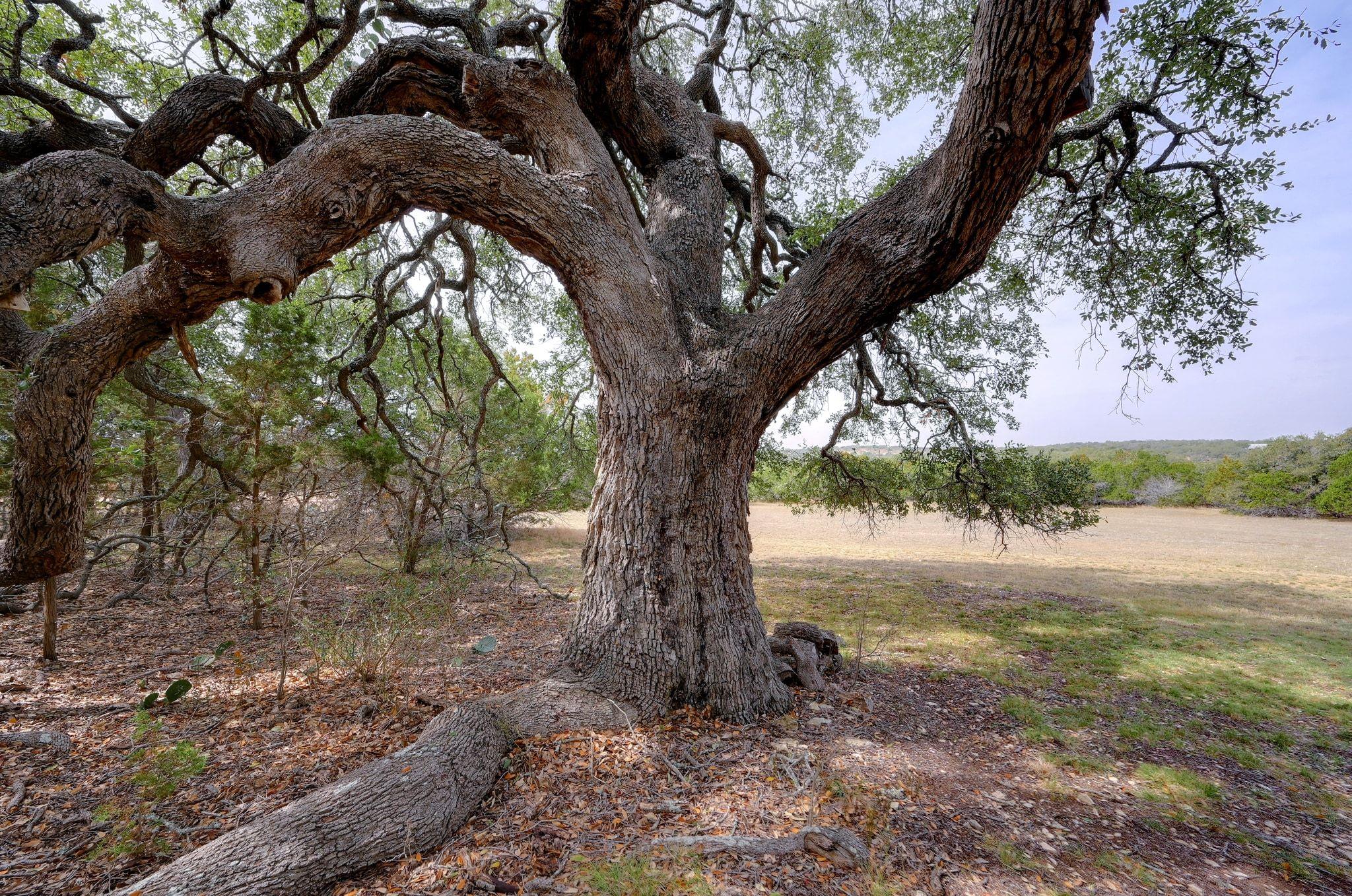 Image 4 of 20 For 6573 Ranch Road 165