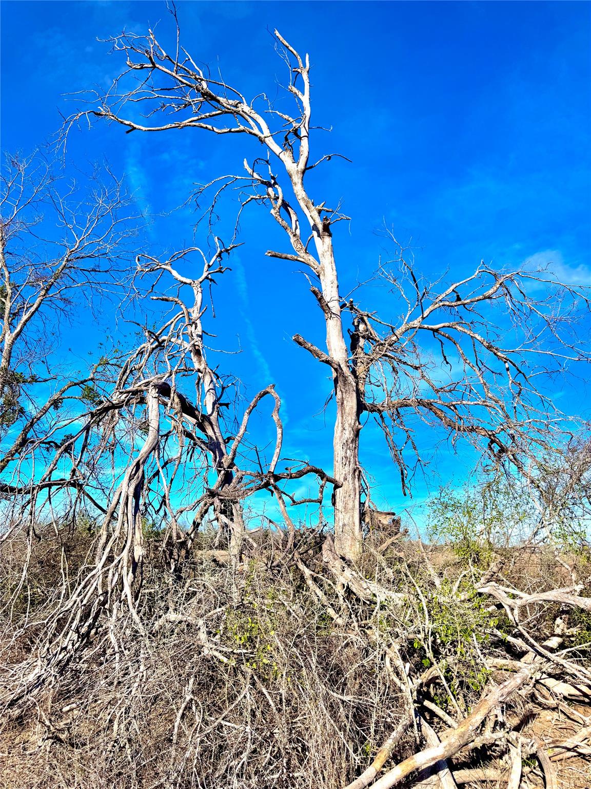 Image 9 of 13 For Tbd Tract H Scull Rd