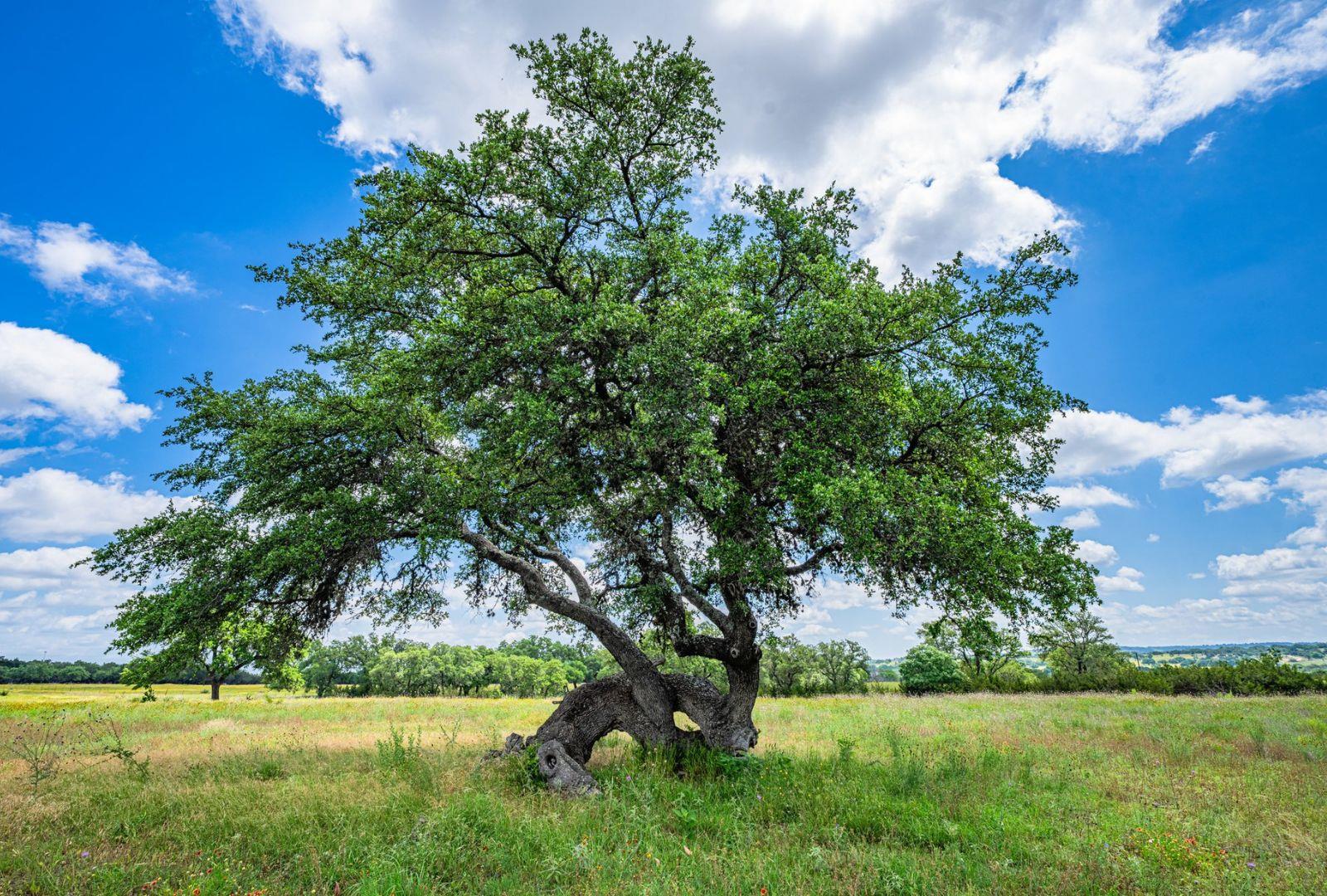 Image 31 of 39 For 0000 Gibson-best Rd