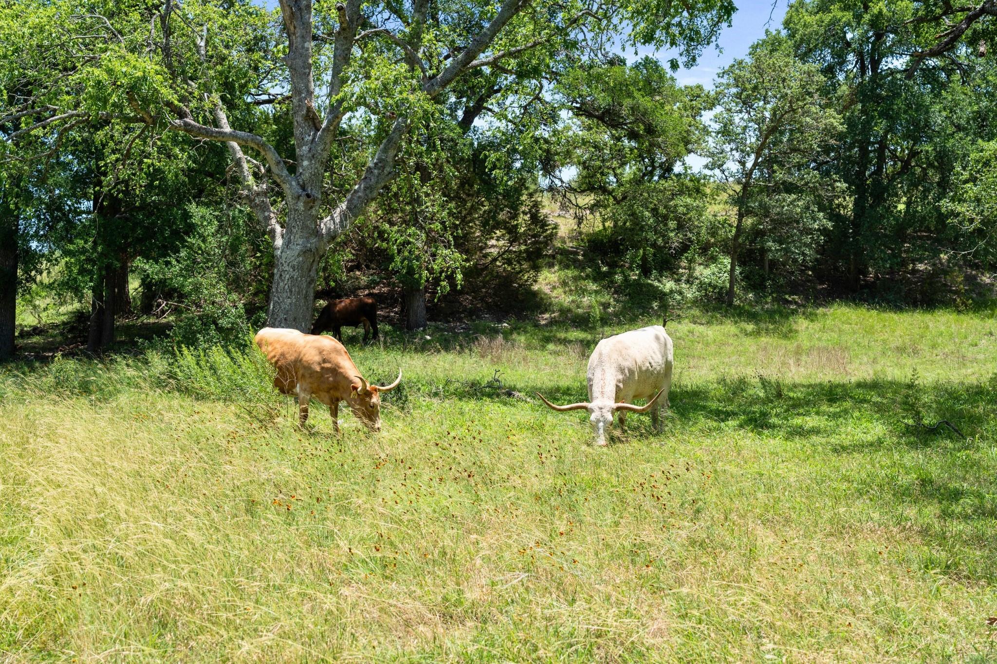 Image 40 of 40 For 577 Cattle Creek Rd