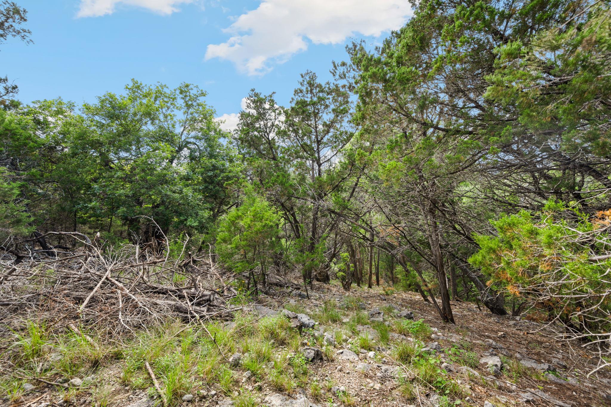 Image 6 of 13 For 1977 Pinotage