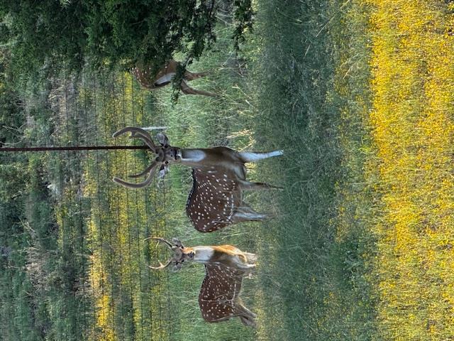 Image 38 of 39 For 505 John Price St