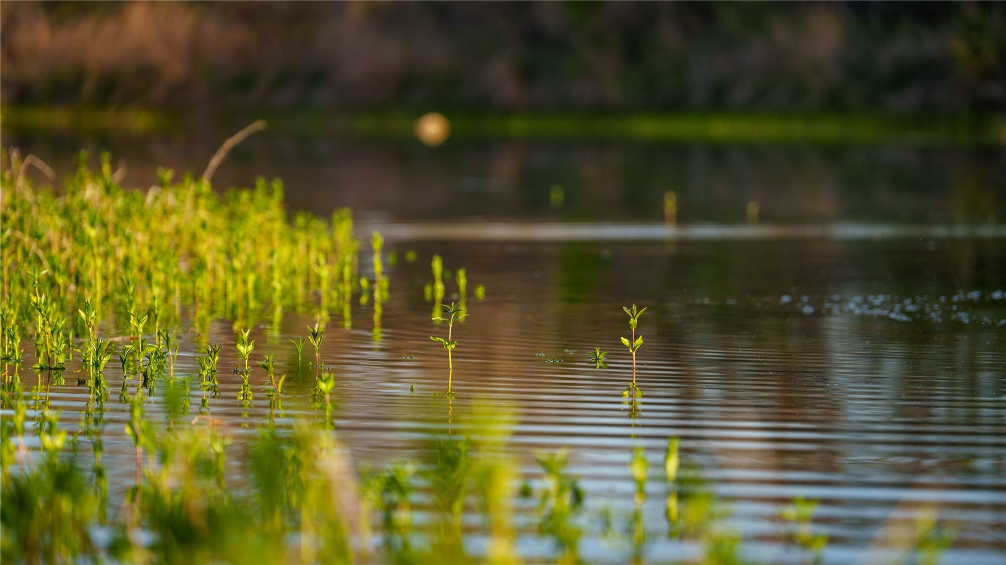 Image 8 of 39 For Tbd Lost Acres Loop