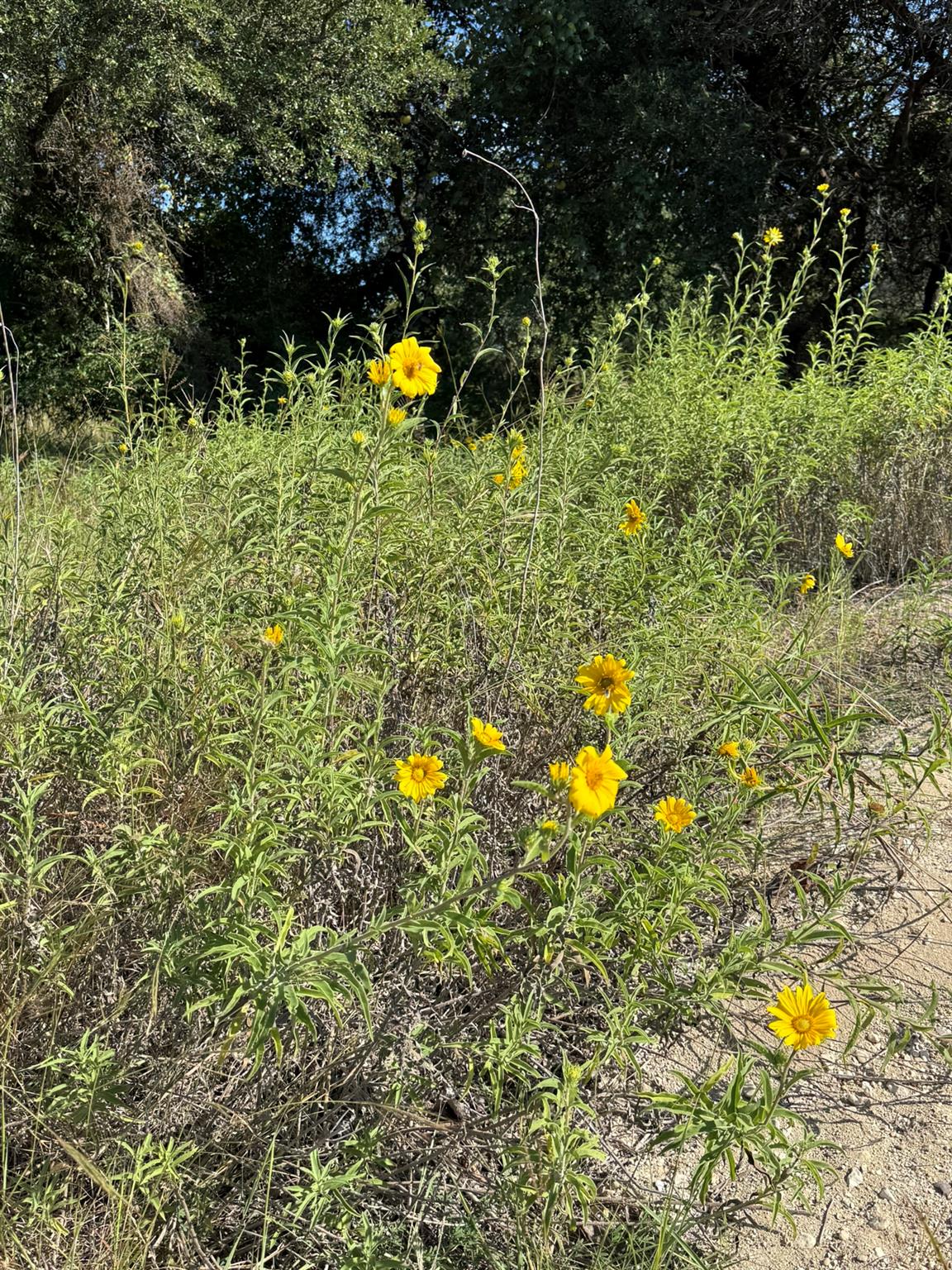 Image 7 of 7 For 7534 West Us Highway 290 Highway
