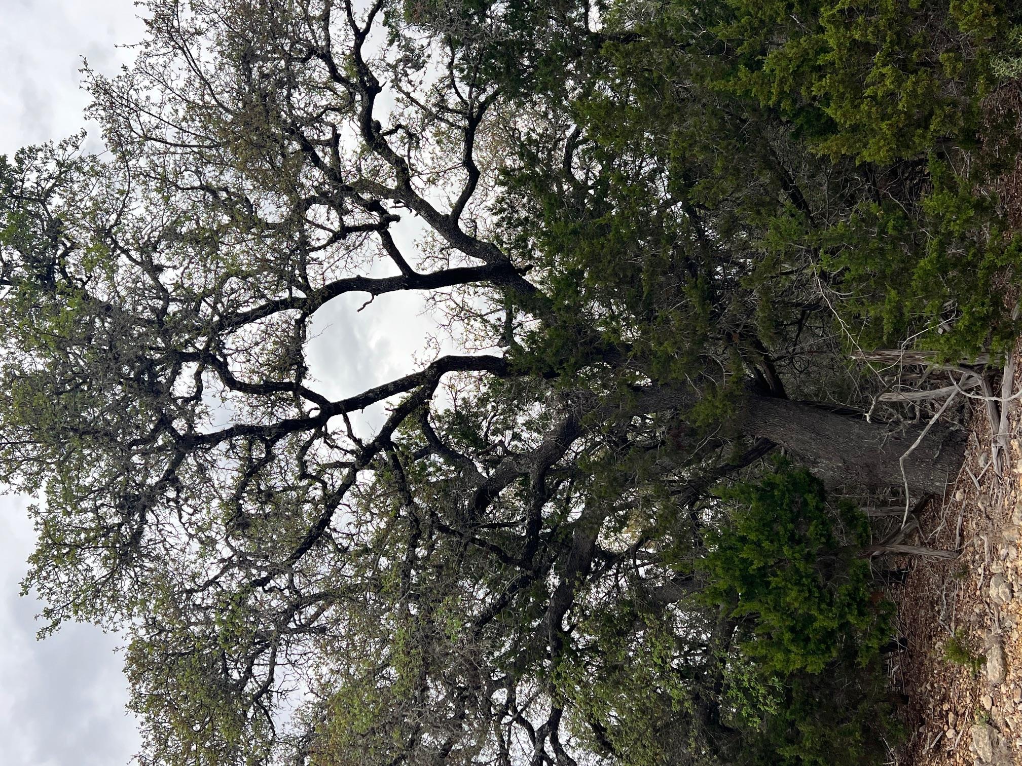 Image 6 of 9 For Lot 67 Broken Spoke 5 Acres