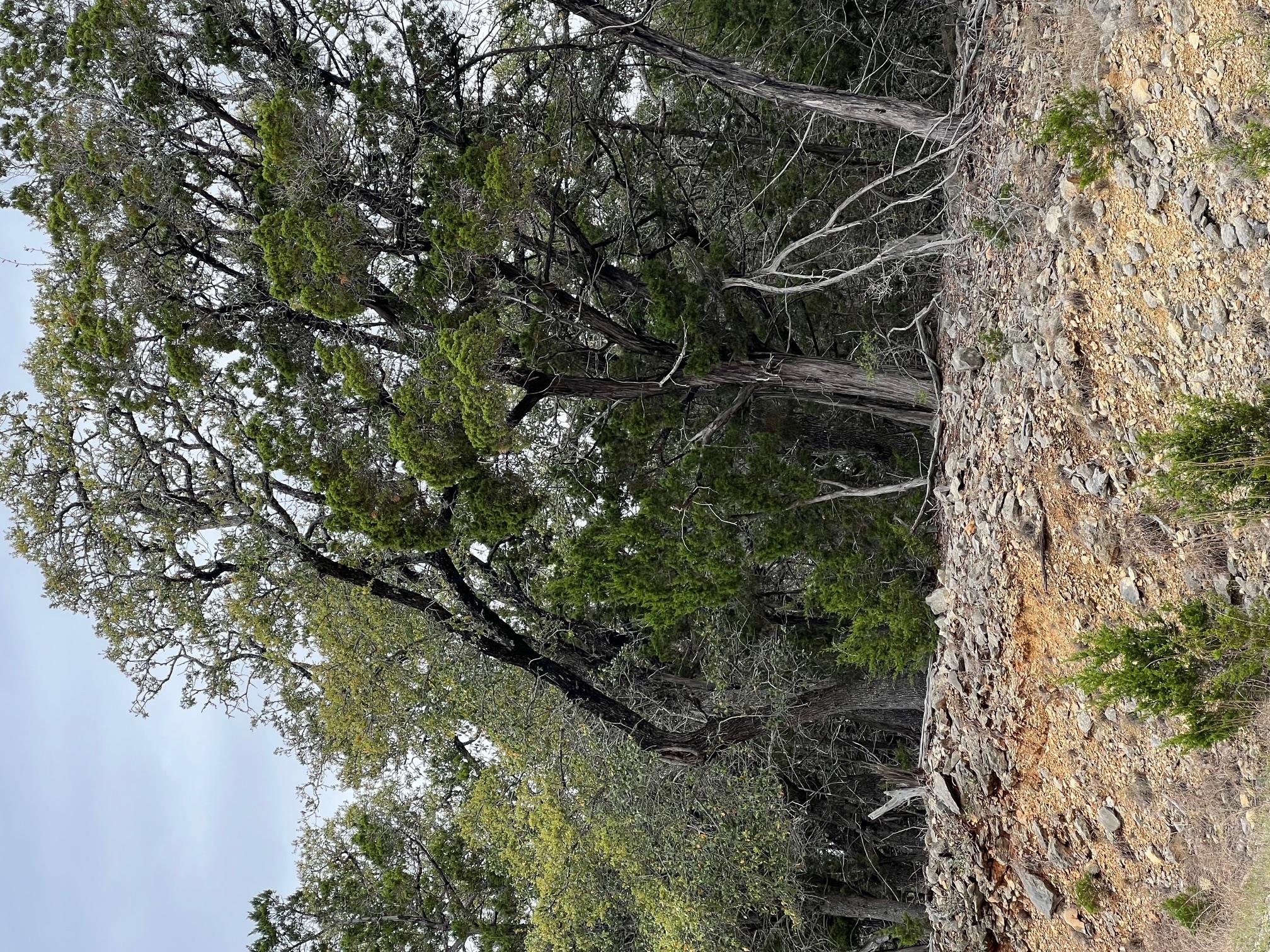 Image 7 of 9 For Lot 67 Broken Spoke 5 Acres