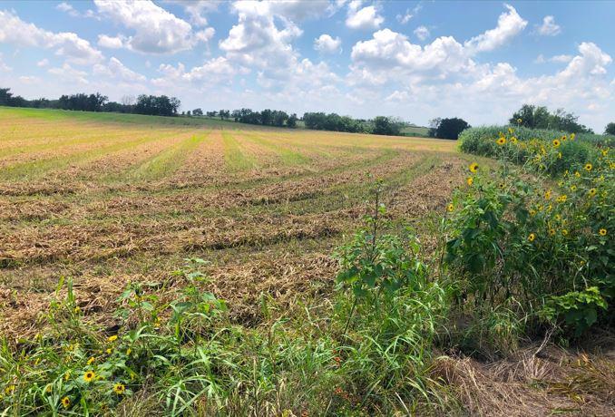 Image 2 of 12 For Tbd Cr 421, Thrall Tx 765 County Road 421