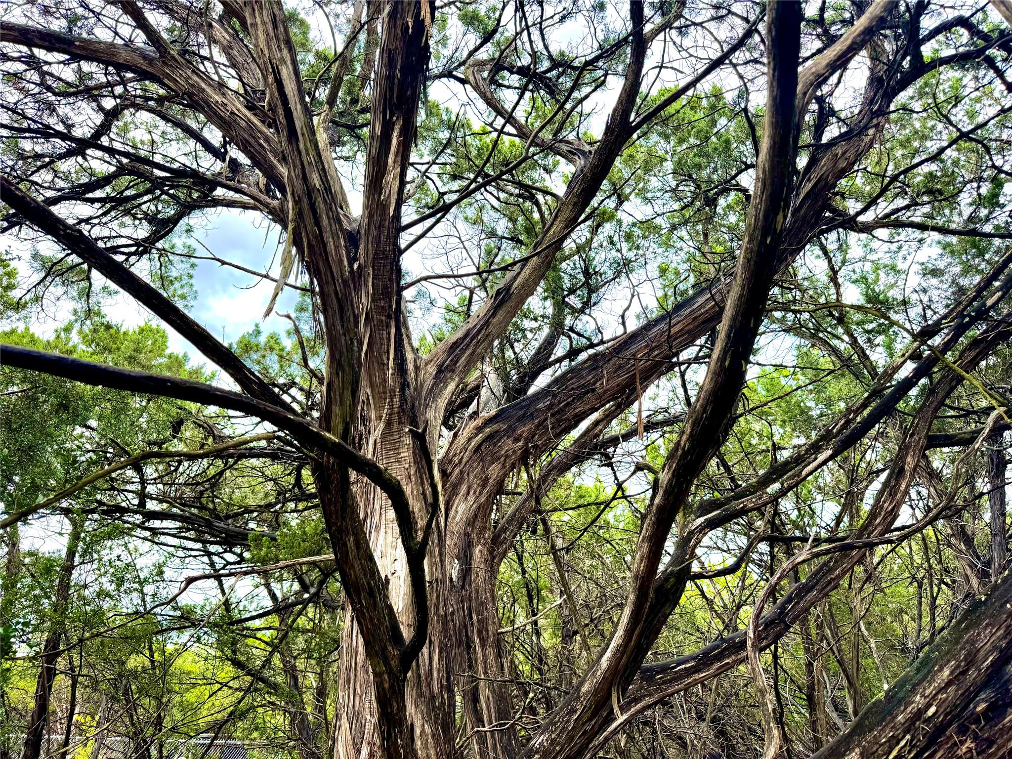 Details for Tbd Tracts 10 & 22 Goat Hill Rd, Lakehills, TX 78063