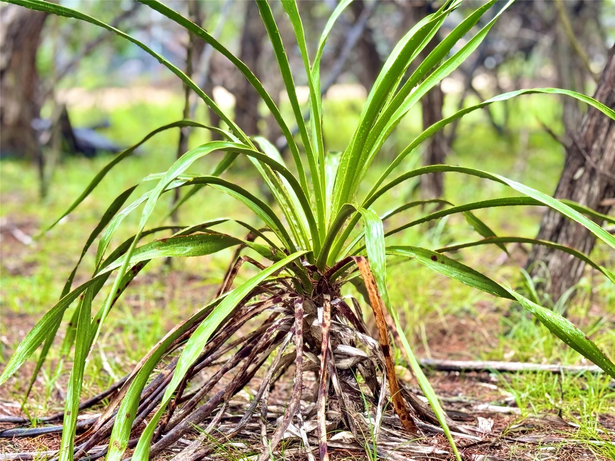 Image 4 of 10 For Tbd Tracts 10 & 22 Goat Hill Rd