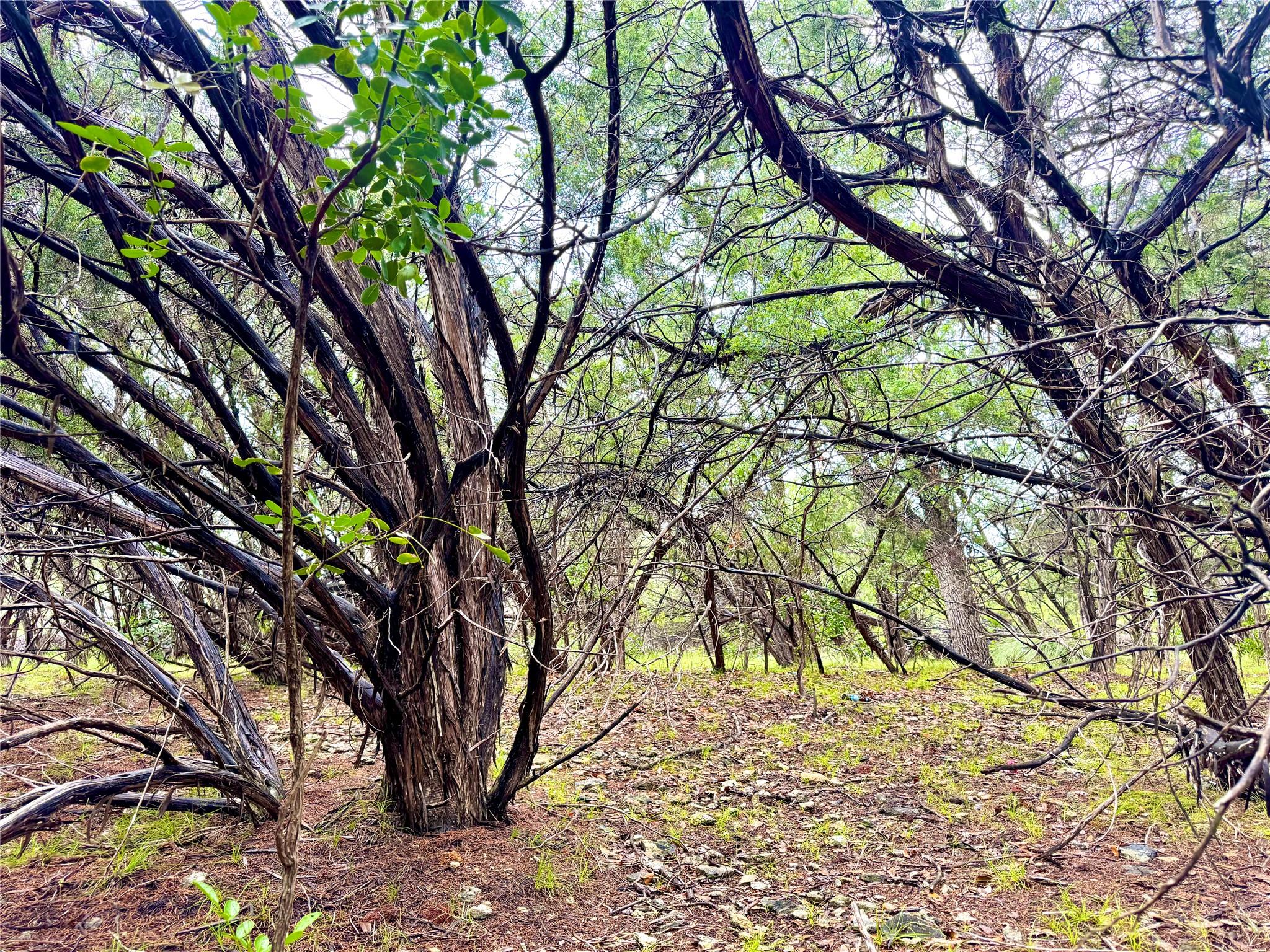 Image 5 of 10 For Tbd Tracts 10 & 22 Goat Hill Rd