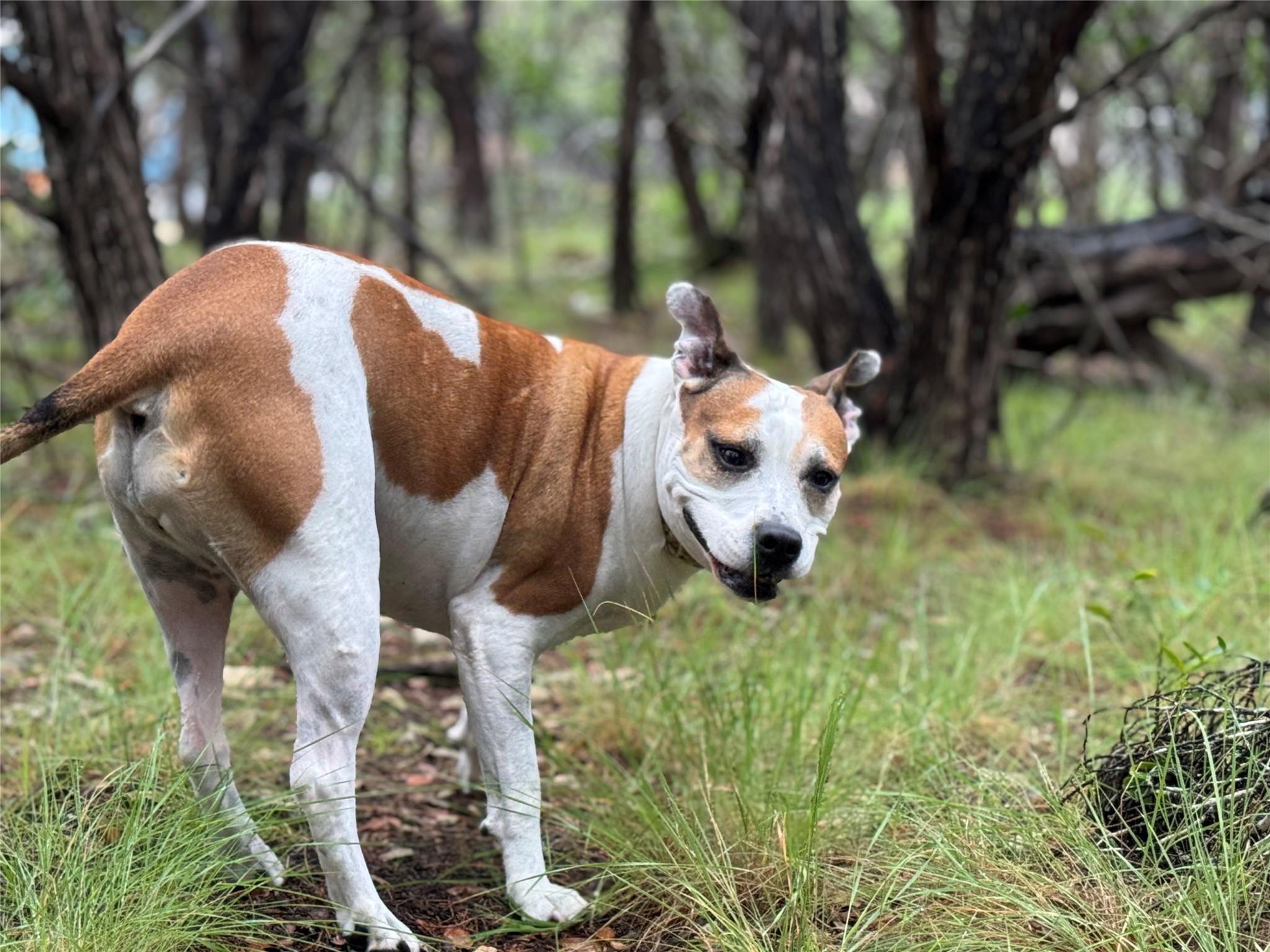 Image 7 of 10 For Tbd Tracts 10 & 22 Goat Hill Rd