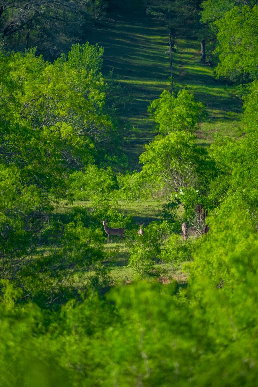 Image 5 of 40 For 0 Highway 90