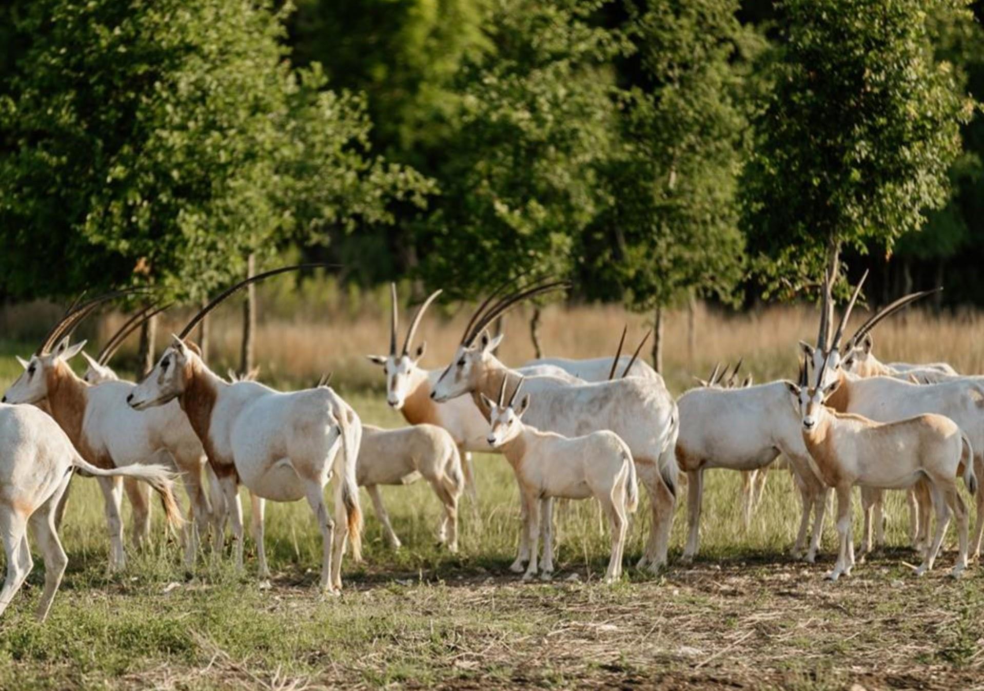 Image 19 of 22 For 100 Big Sky Ct