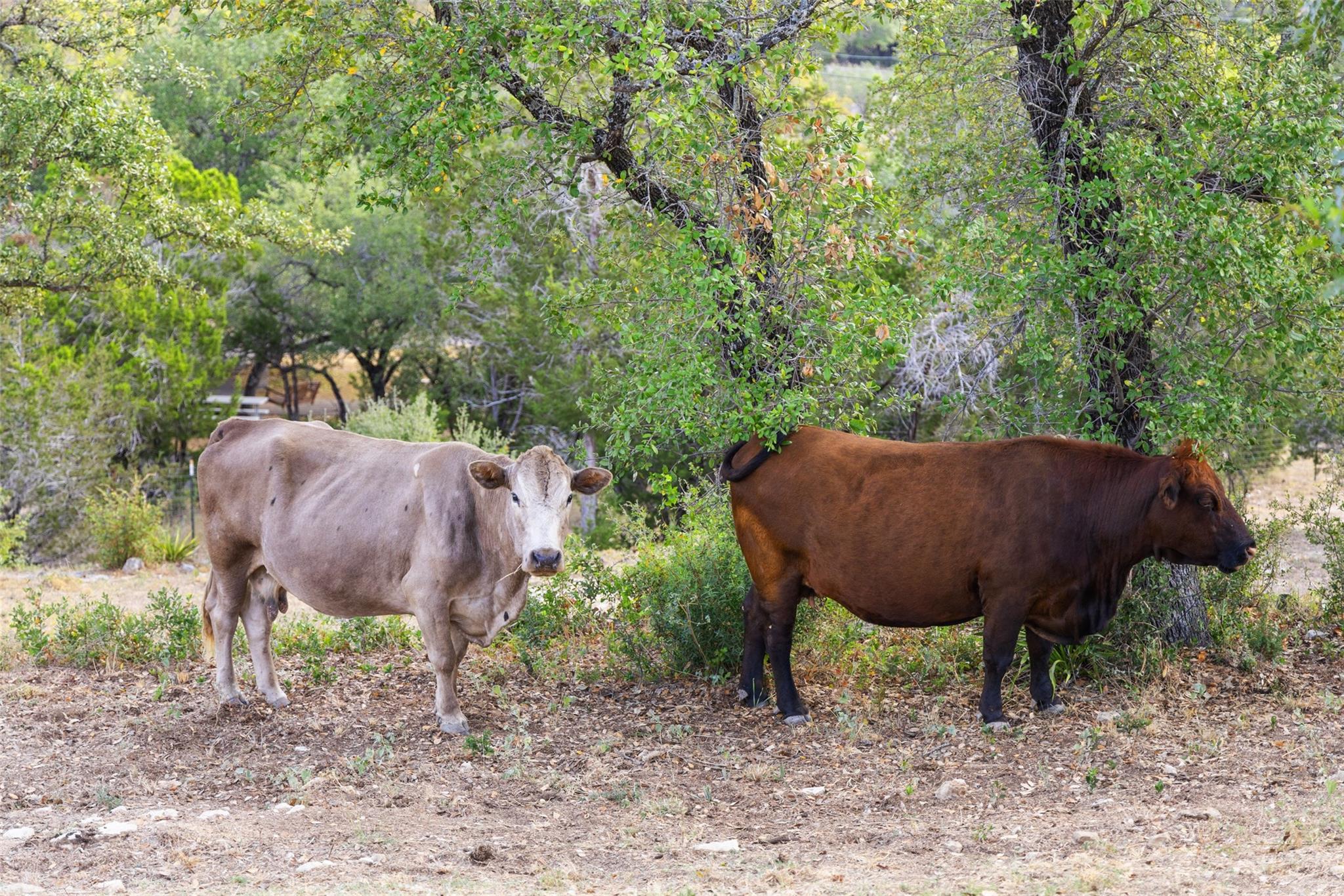 Image 39 of 40 For 2412 Bee Creek Rd