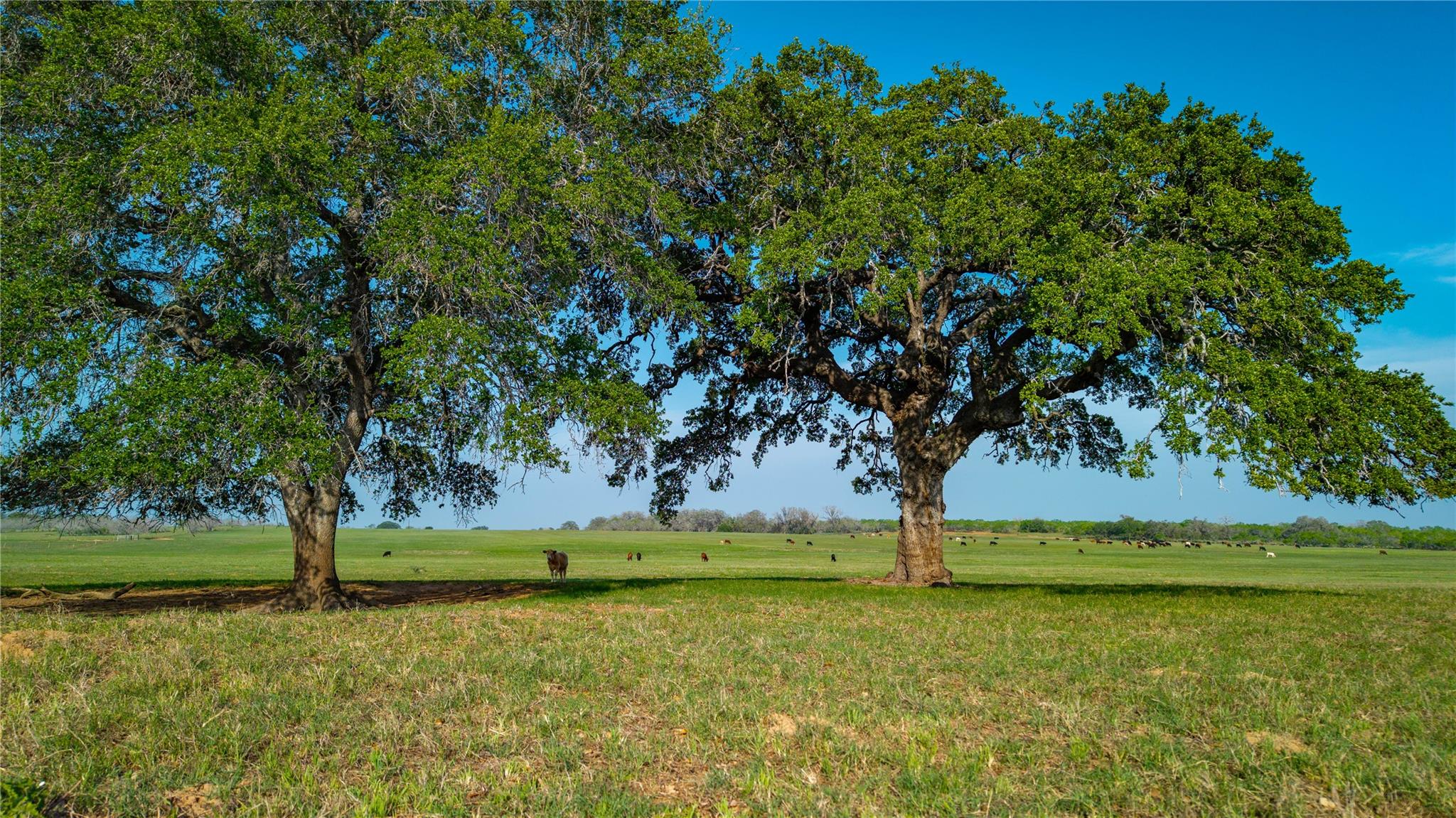 Details for Tbd County Road 404, Floresville, TX 78114