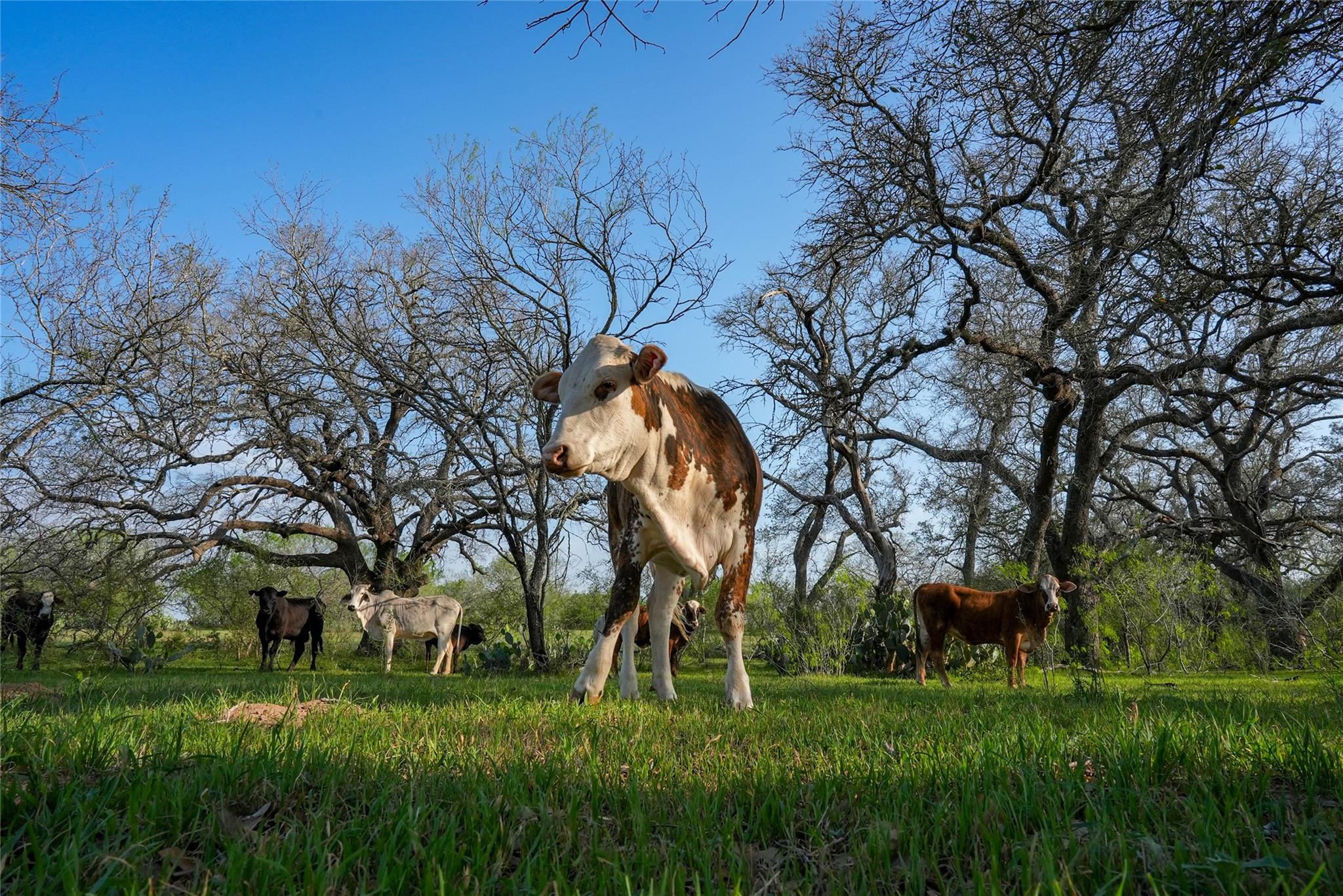 Image 14 of 34 For Tbd County Road 404