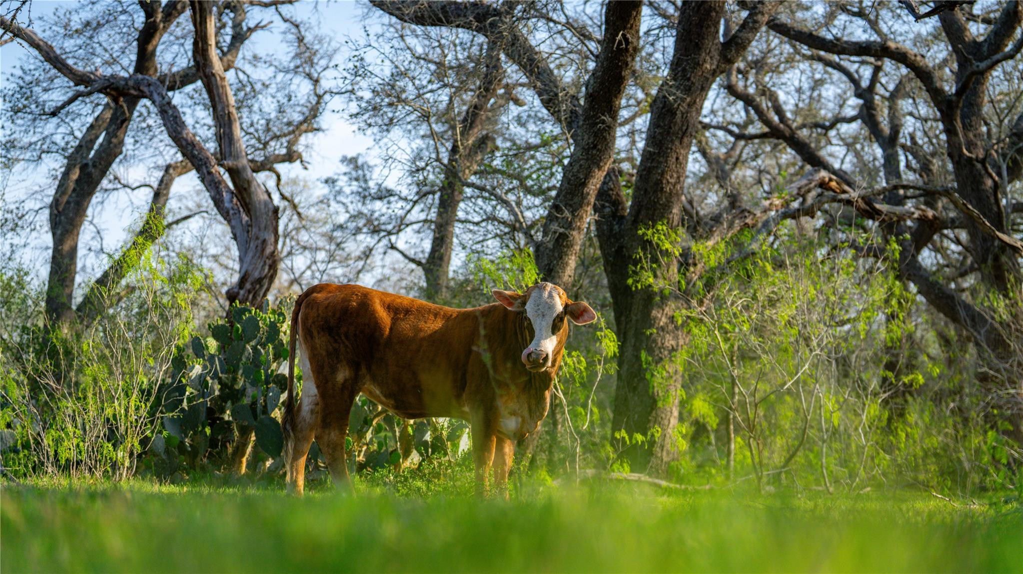Image 17 of 34 For Tbd County Road 404