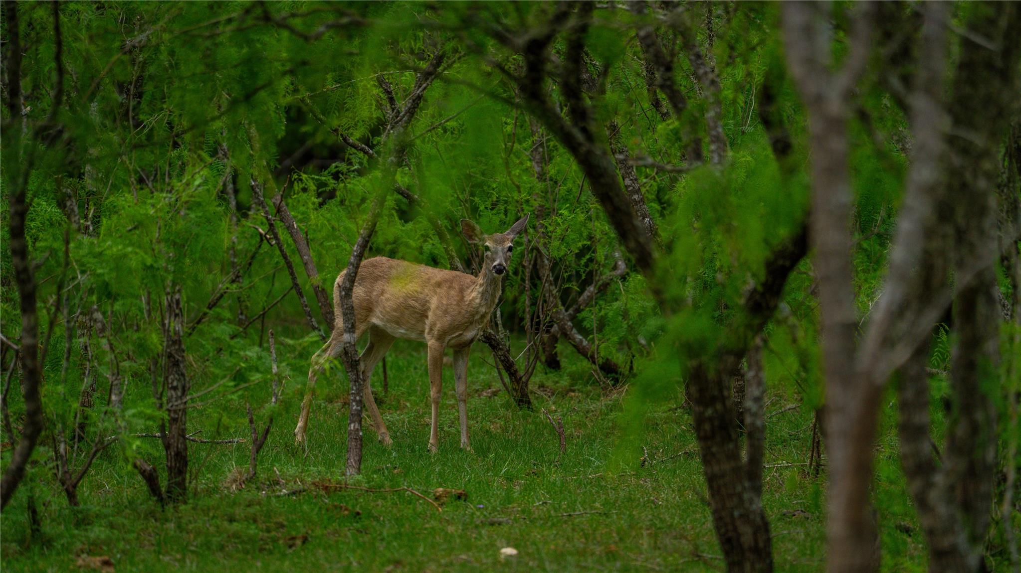 Image 33 of 34 For Tbd County Road 404
