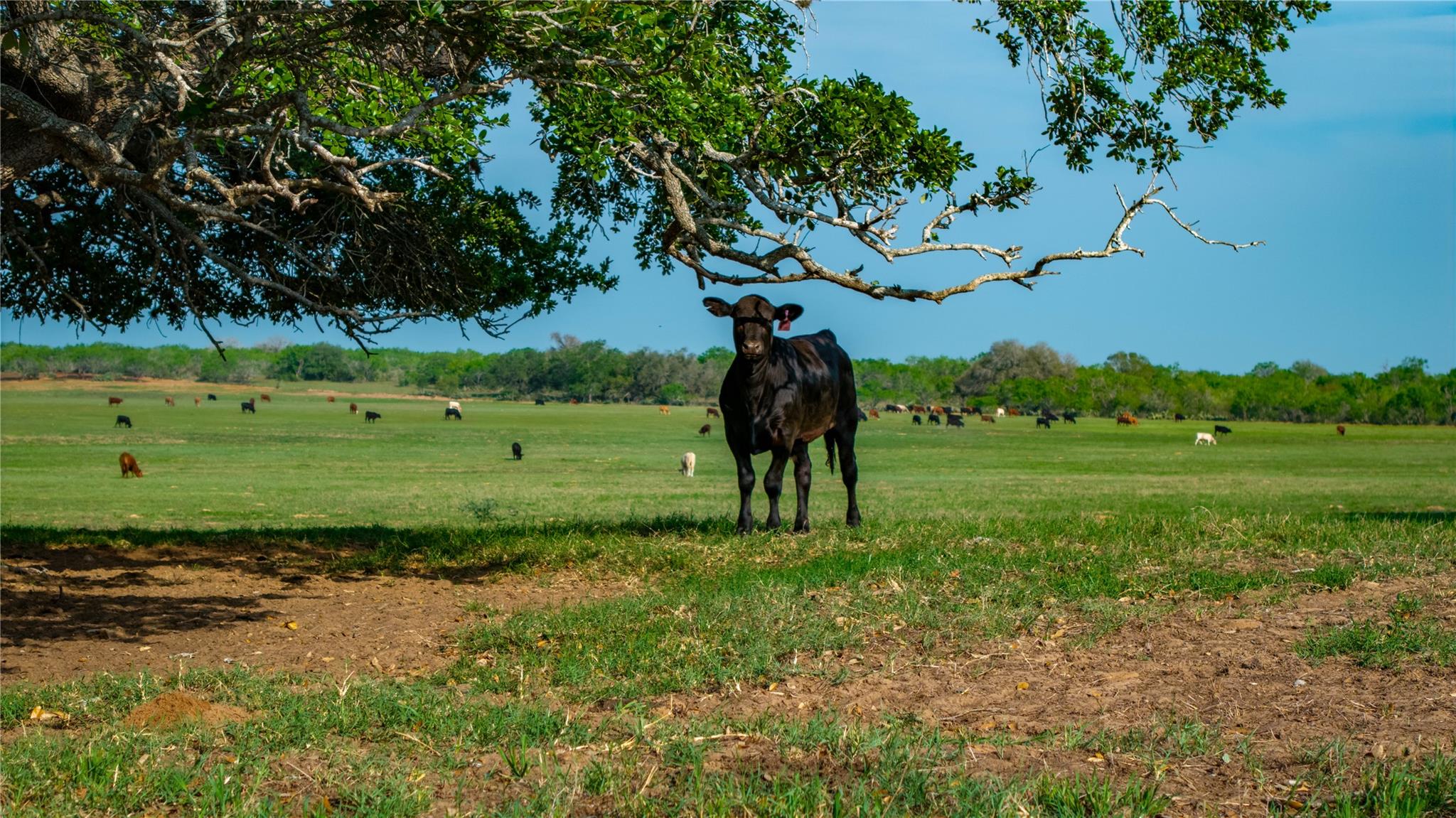 Image 4 of 34 For Tbd County Road 404