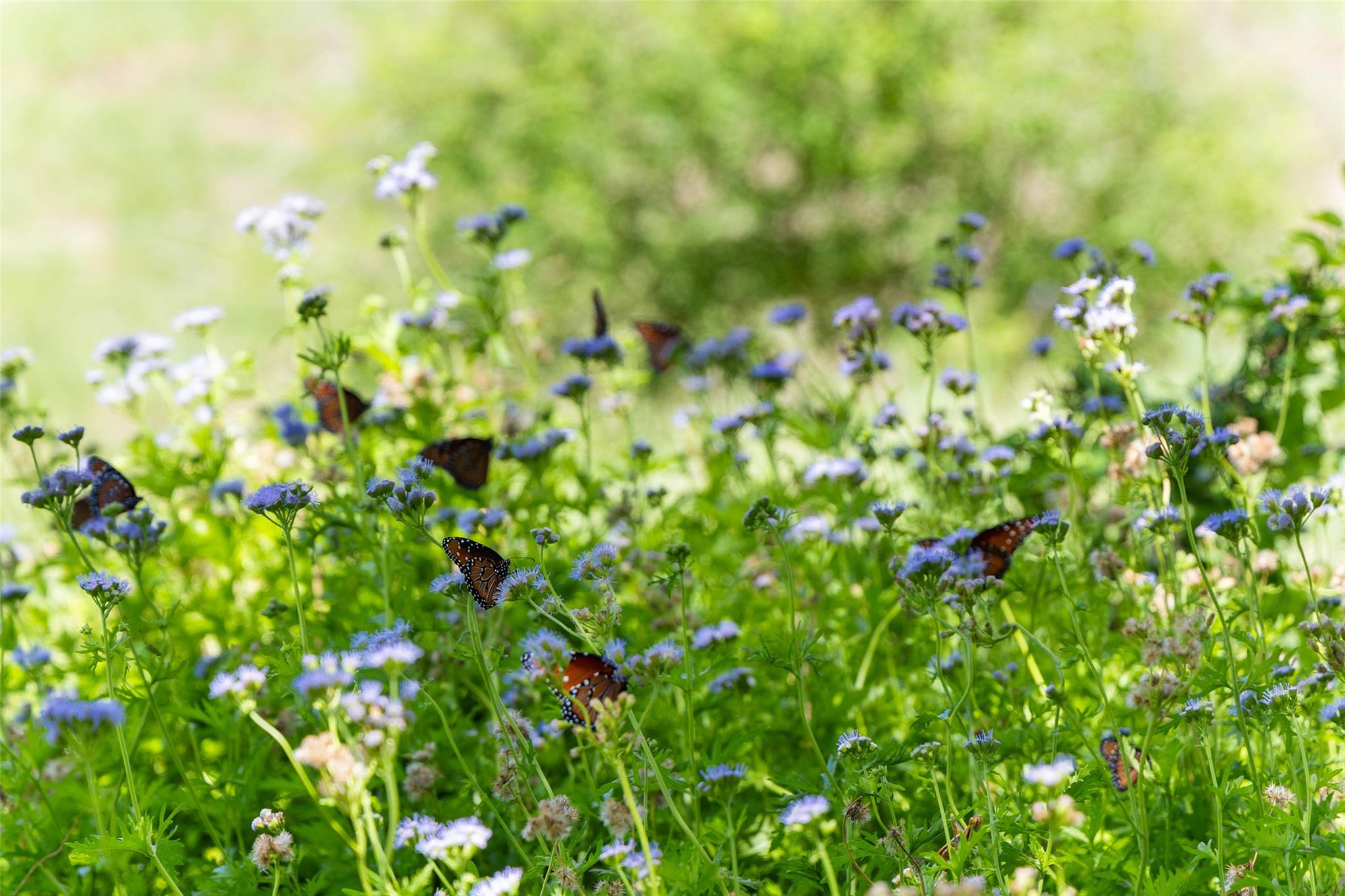 Image 38 of 39 For 5059 Trainer Wuest Rd