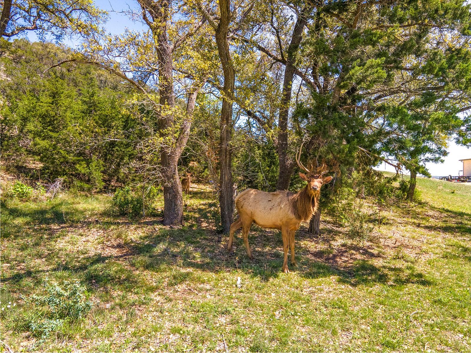 Image 5 of 40 For 292 Gazelle Cv