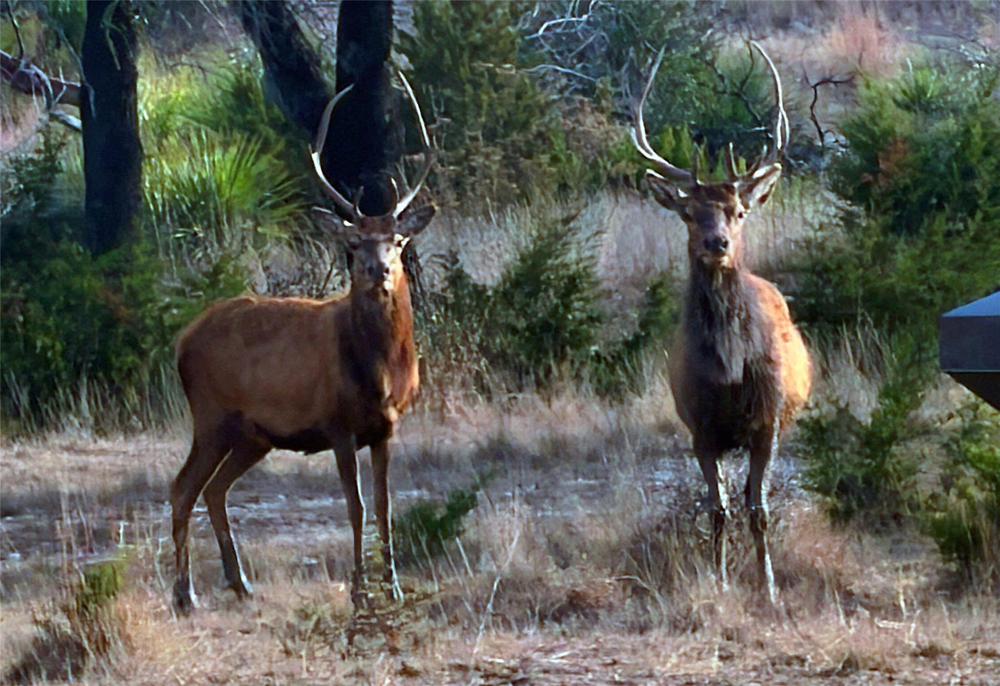 Image 12 of 20 For 470 Blackbuck Trail Rd 46, 47