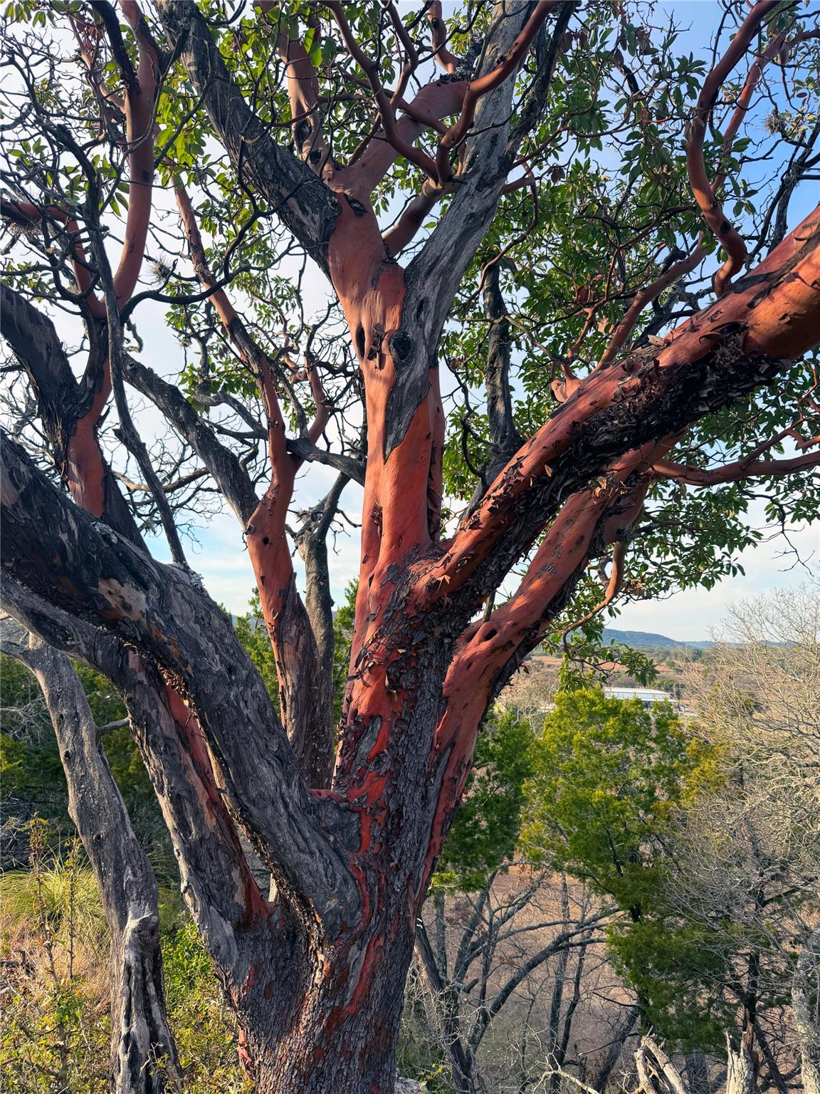 Image 13 of 20 For 470 Blackbuck Trail Rd 46, 47