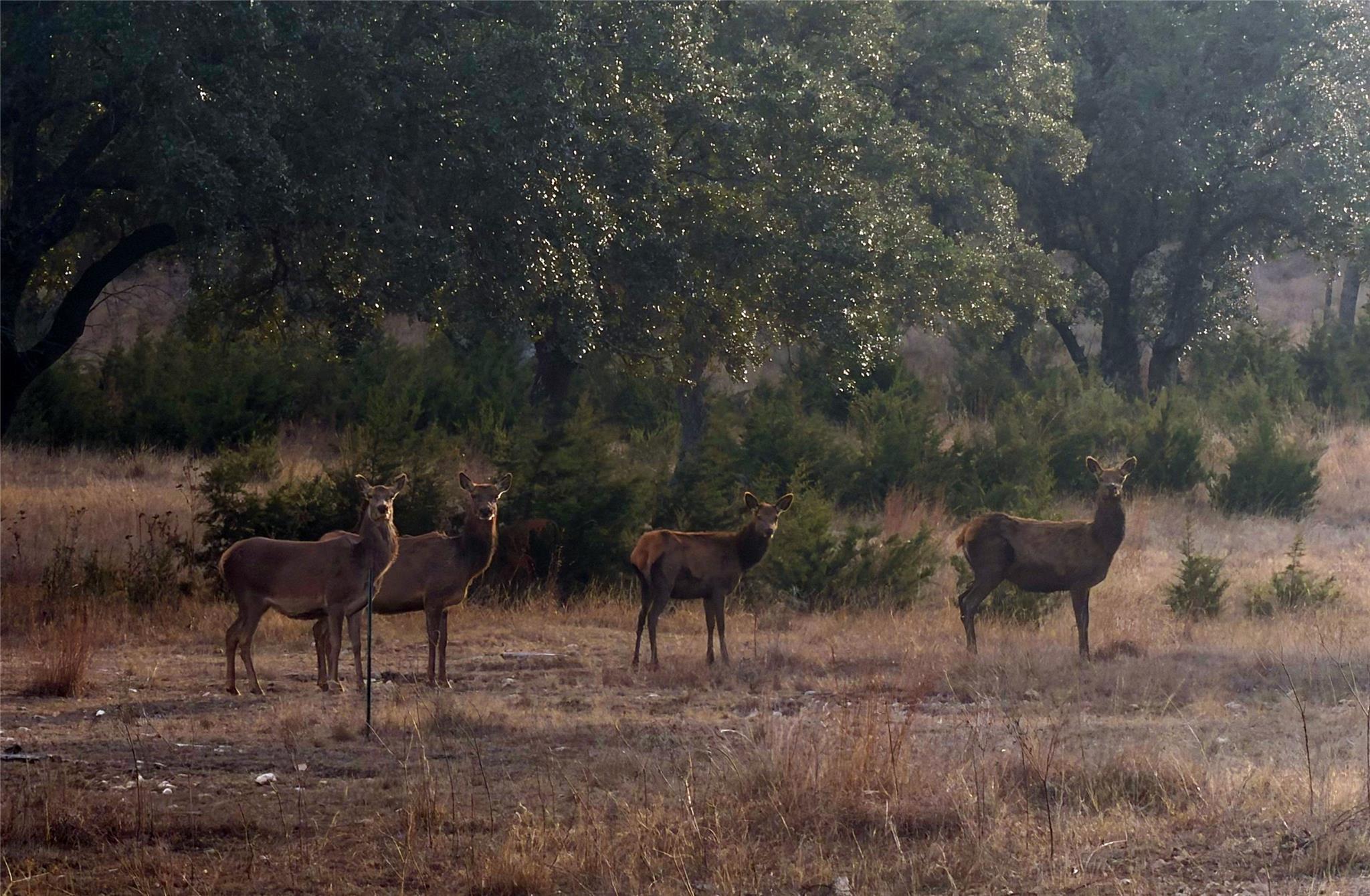 Image 14 of 20 For 470 Blackbuck Trail Rd 46, 47