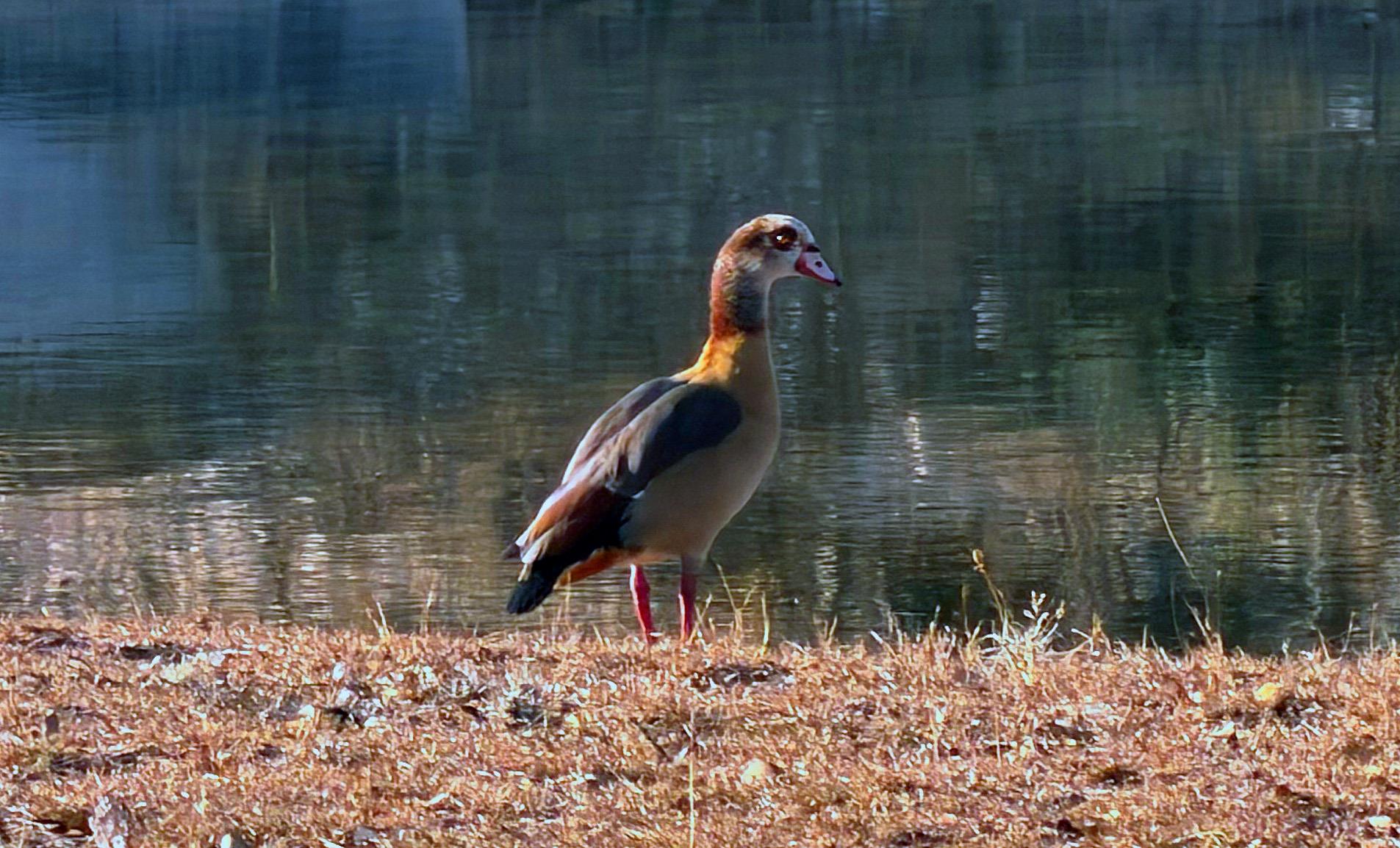 Image 4 of 20 For 470 Blackbuck Trail Rd 46, 47