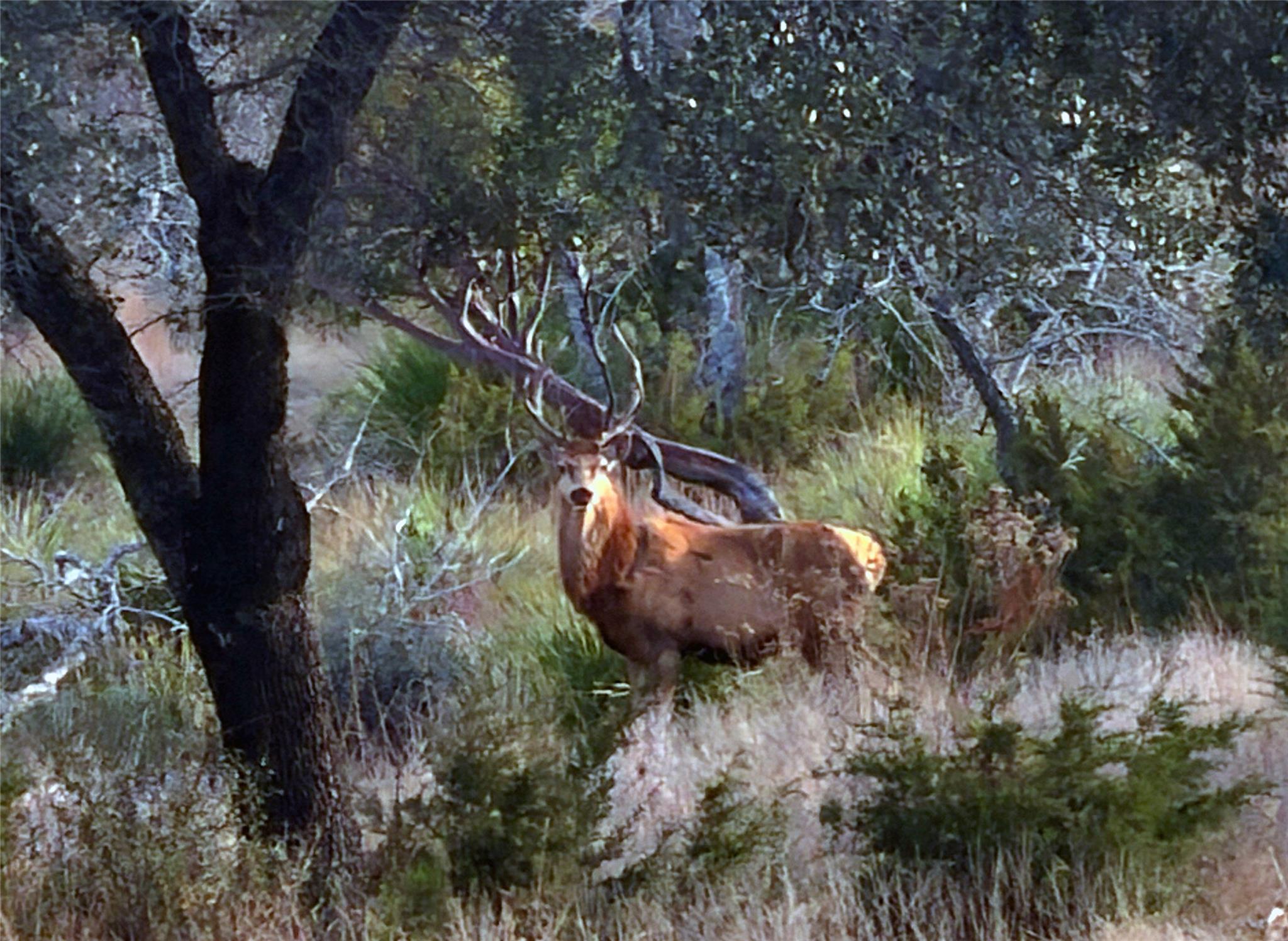 Image 6 of 20 For 470 Blackbuck Trail Rd 46, 47