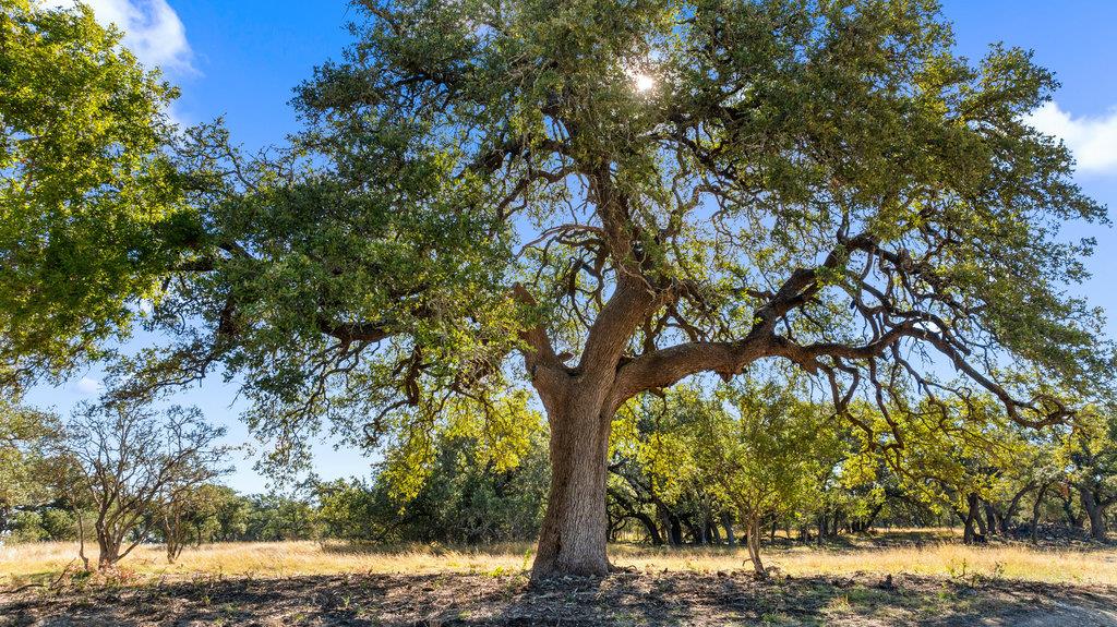 Image 11 of 34 For 2482 Ranch Road 2721