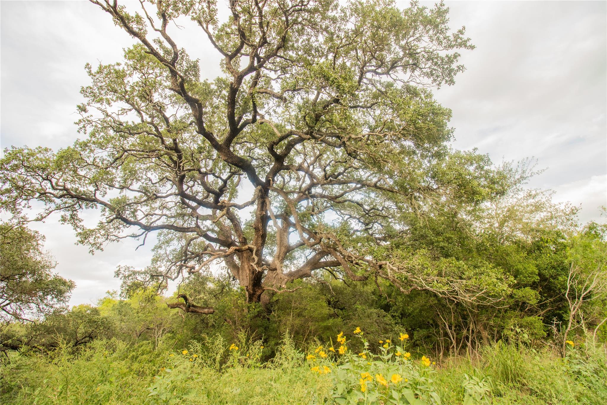 Details for 862 Dowdy Rd, Seguin, TX 78155