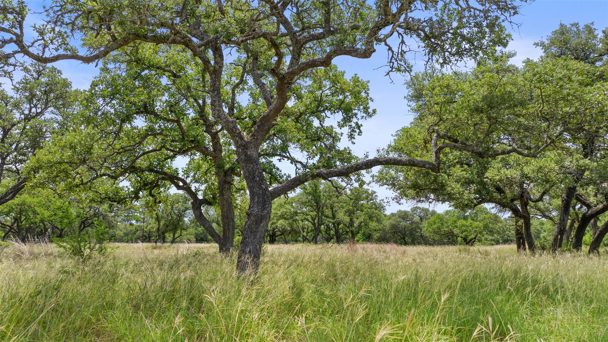Image 28 of 36 For 1241 Sandy Oaks Ranch Rd