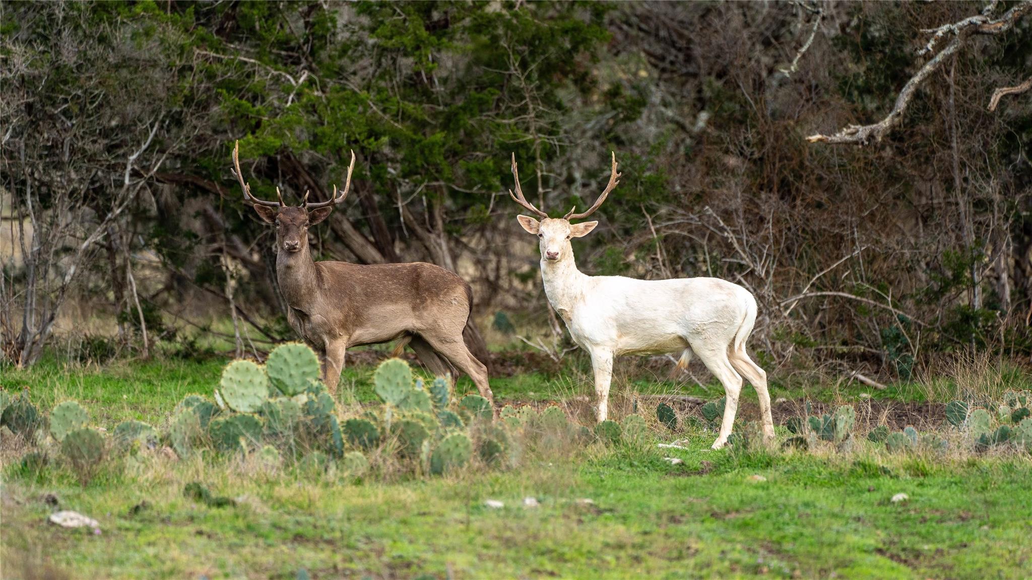 Image 16 of 19 For 30 Coastal Loop