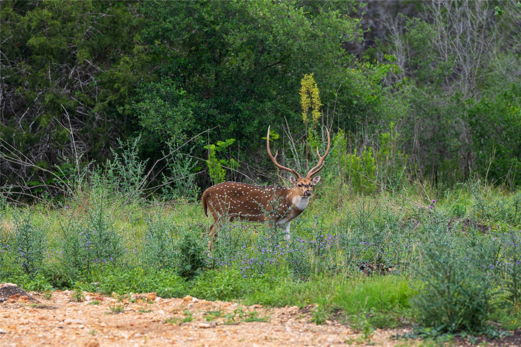 Image 19 of 19 For 30 Coastal Loop