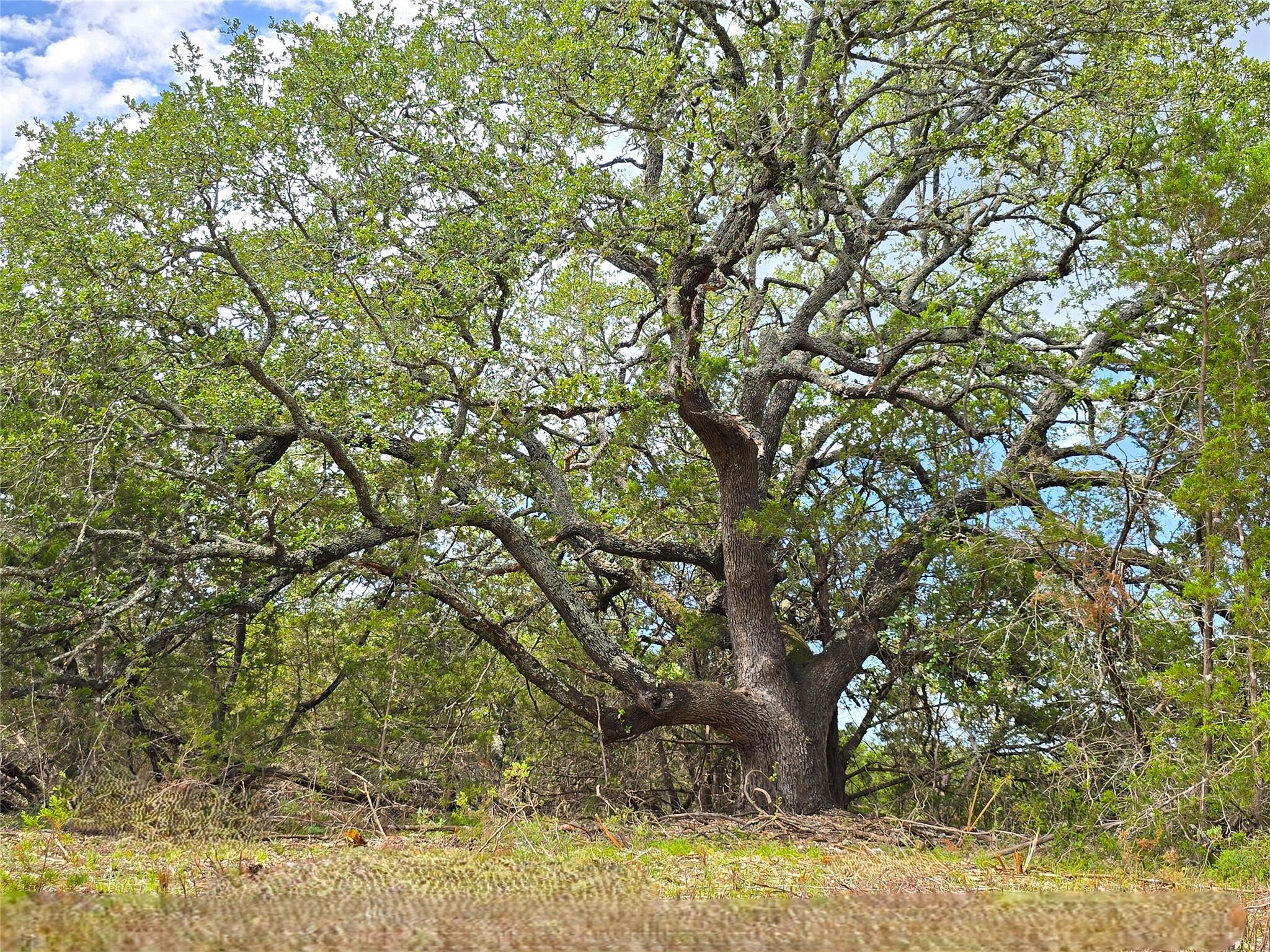 Image 16 of 21 For 728 Cr 206  