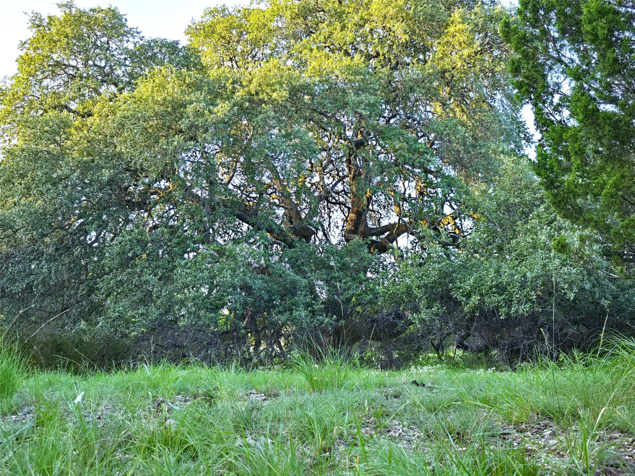 Image 3 of 21 For 728 Cr 206  