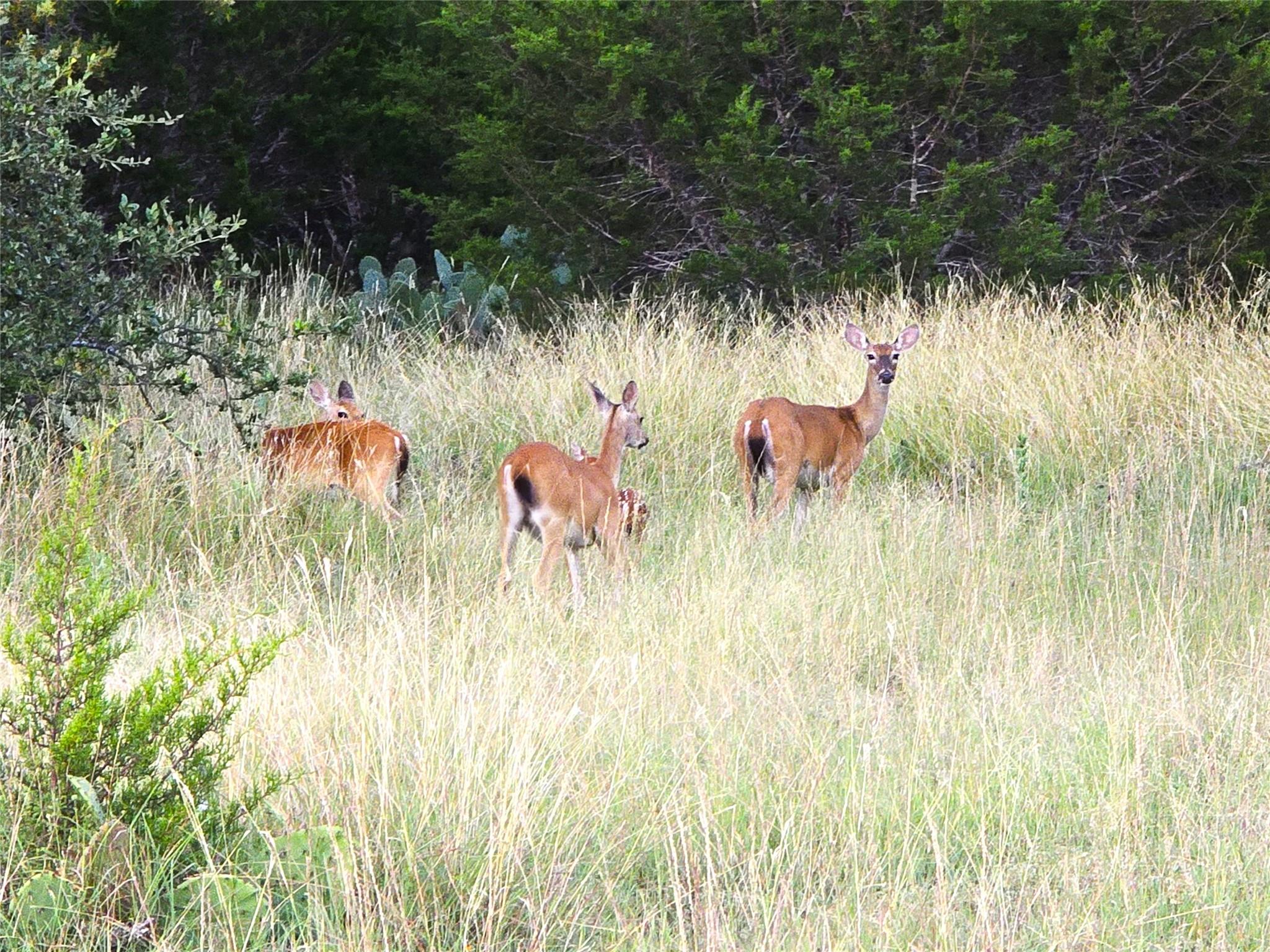 Image 5 of 21 For 728 Cr 206  