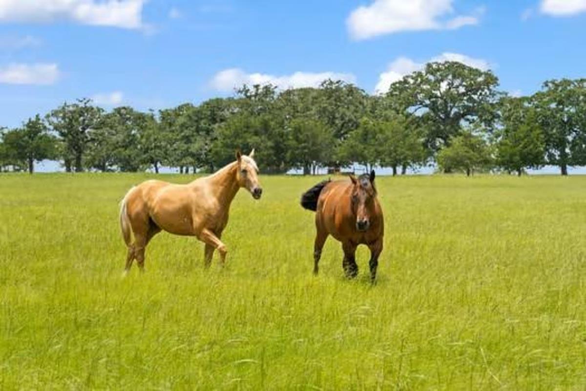 Image 5 of 40 For 705 Antioch Rd