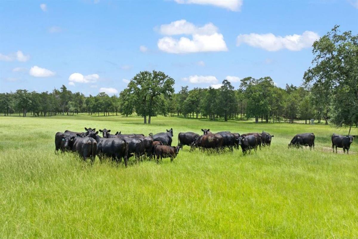 Image 6 of 40 For 705 Antioch Rd