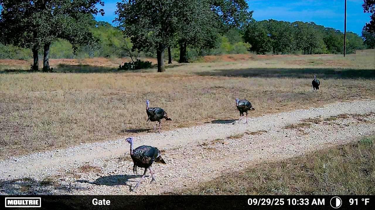 Image 17 of 26 For 2464 County Road 249