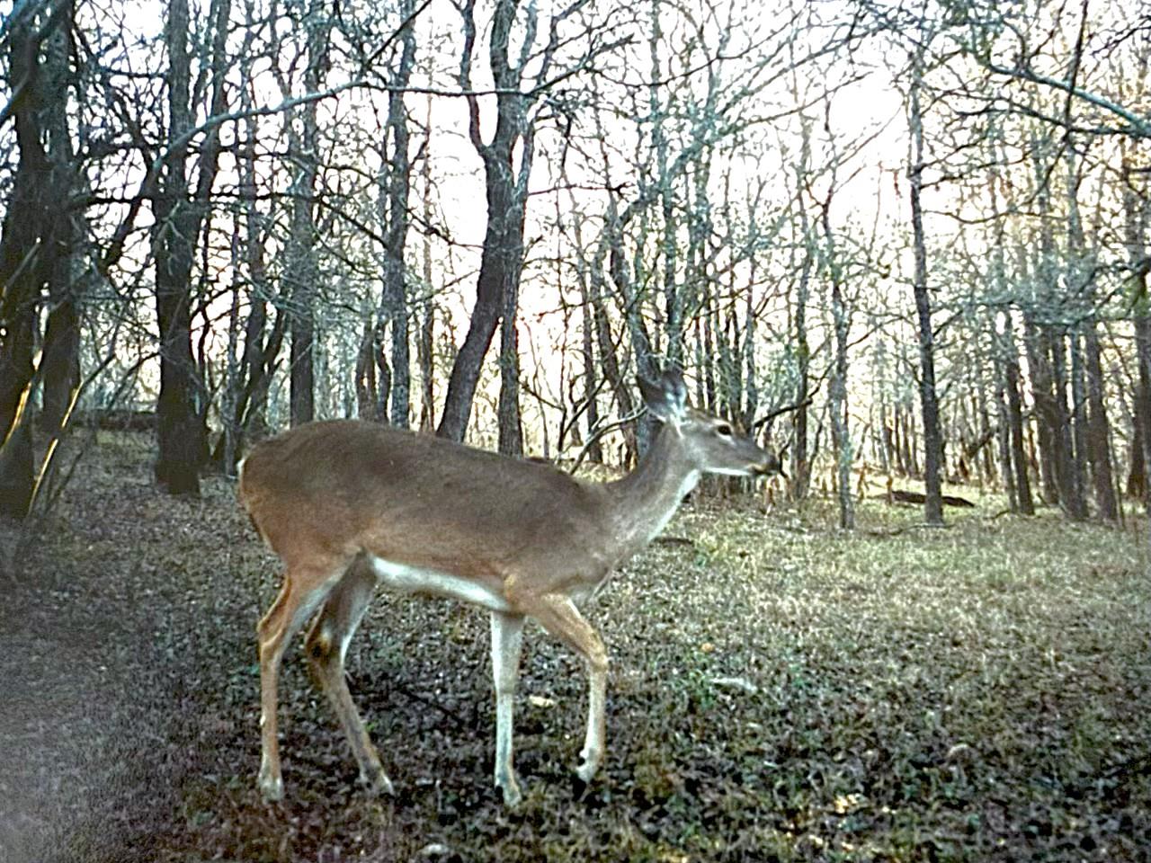 Image 21 of 26 For 2464 County Road 249